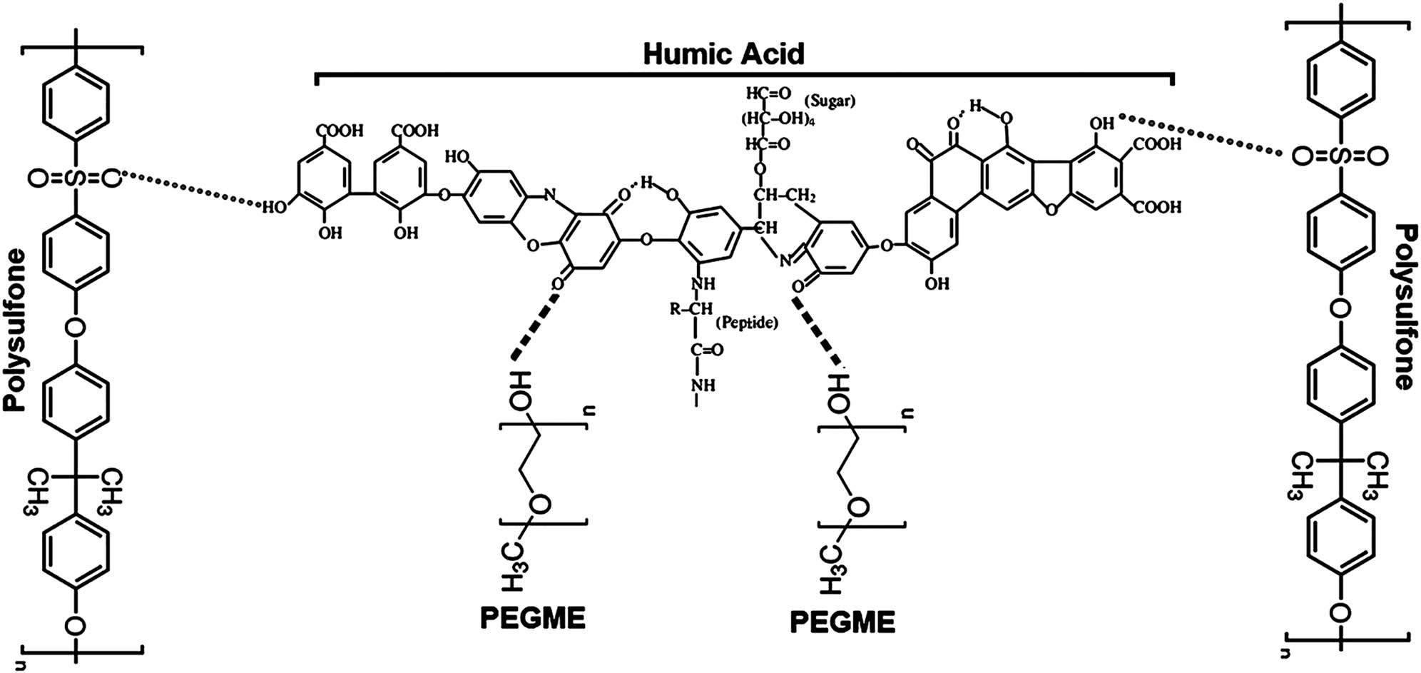 Figure 17 
                  Reaction mechanism diagram of pH-responsive membrane prepared by the bonding of PSF with (2:1, polyethylene glycol:HA) [116].
               