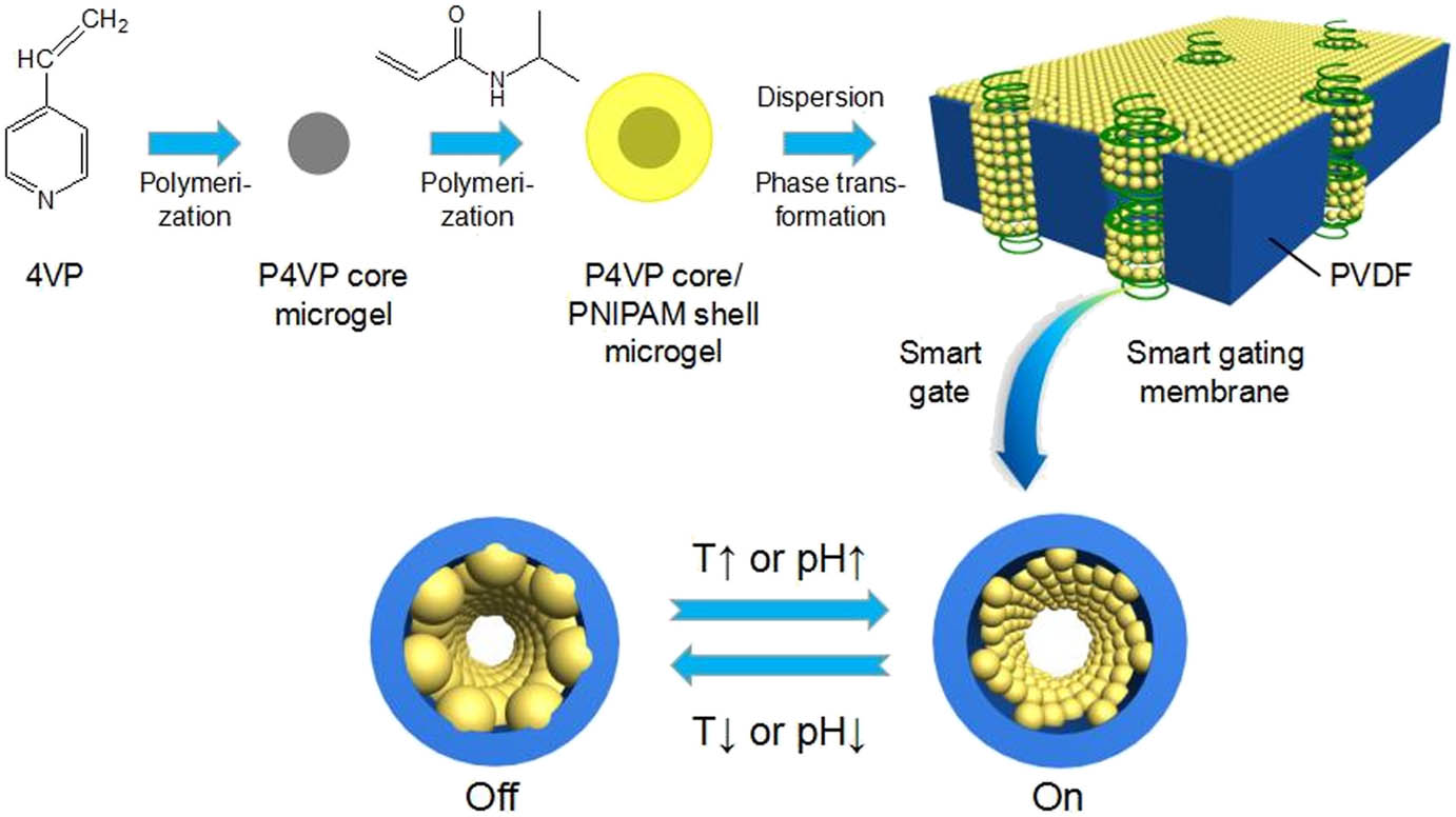 Figure 18 
                  Fabrication strategy of thermo- and pH-responsive smart gating membranes [117].
               