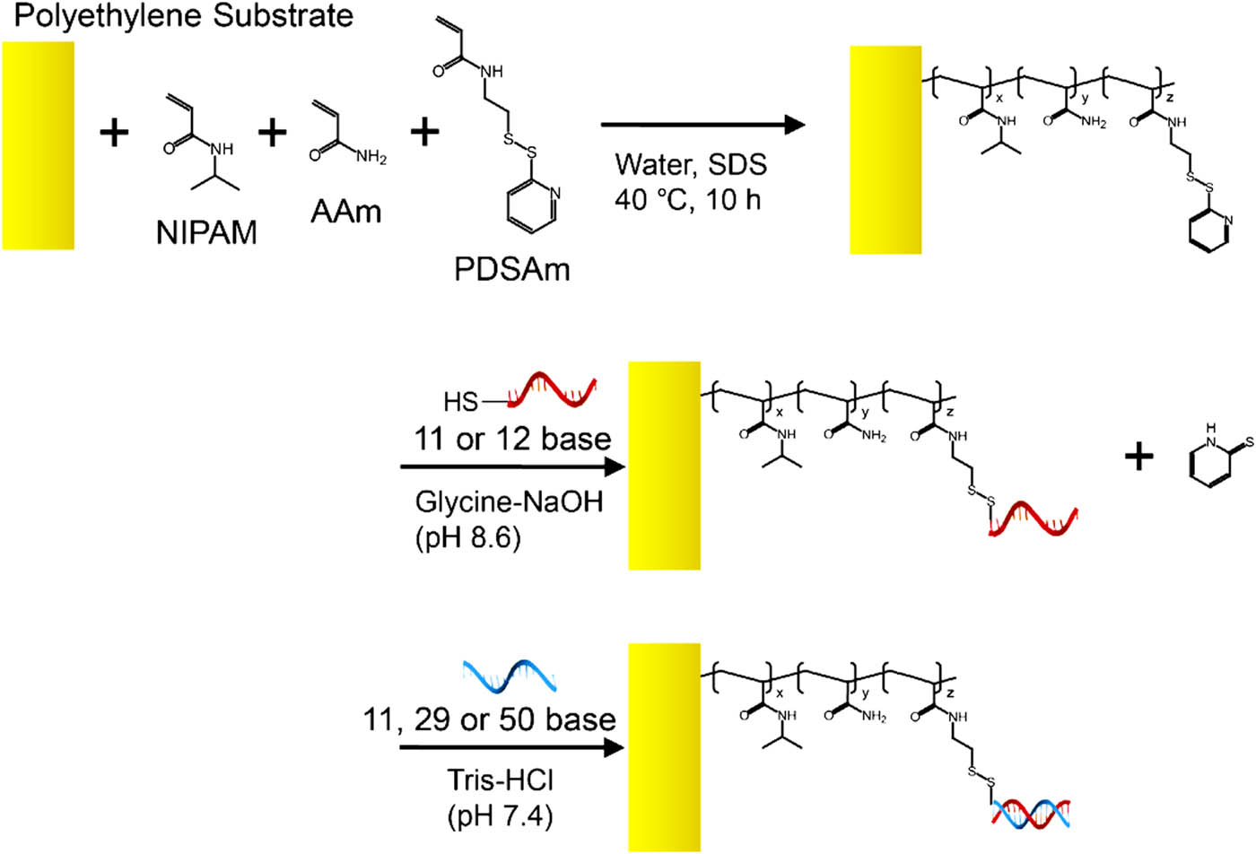 Figure 21 
                  Preparation process of gating membrane [124].
               