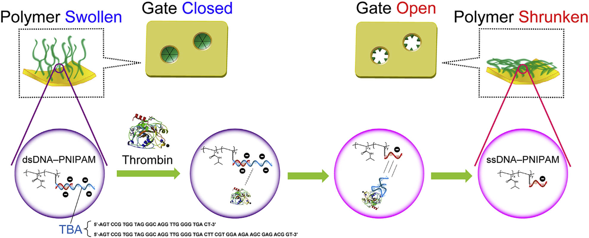Figure 22 
                  Schematic of molecular recognition gating membrane using DNA aptamer [124].
               
