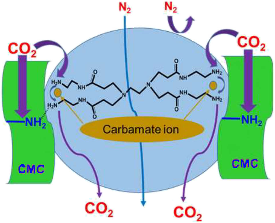 Figure 24 
                  Overall CO2 transport mechanism in membrane [127].
               