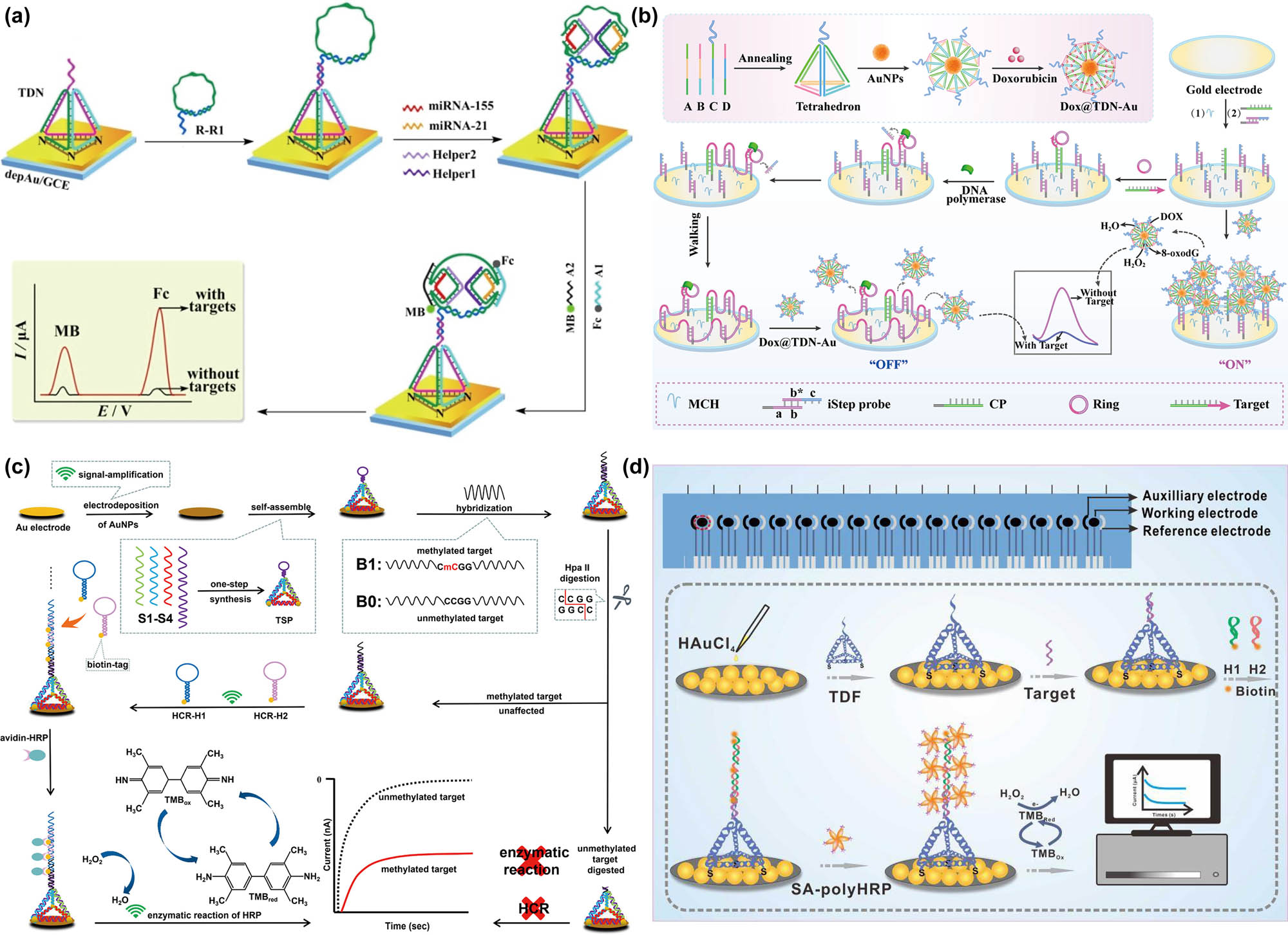 Figure 1 
                     DNA tetrahedron-based EC biosensors for nucleic acid biomarkers detection. (a) Novel DNA circle capture probe for simultaneous detection of two miRNAs [79] Copyright 2020, Elsevier. (b) Target-driven rolling walker based EC biosensor for ctDNA detection [87] Copyright 2020, Elsevier. (c) HCR coupled with DNA tetrahedron for methylated DNA detection [96] Copyright 2019, American Chemical Society. (d) DNA tetrahedron-modified AuNPs combined with HCR signal amplification for cfDNA detection [101] Copyright 2022, MDPI.
                  