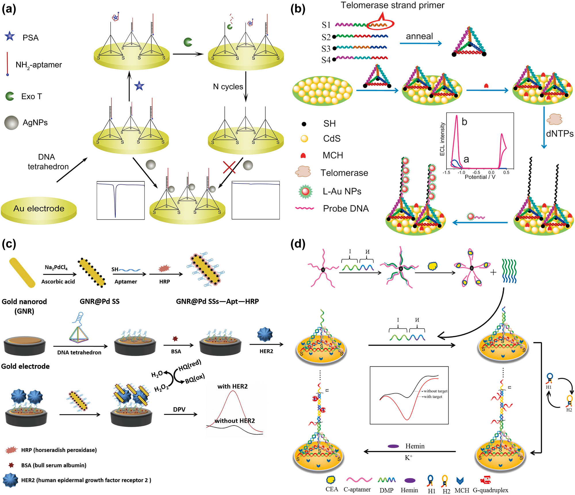 Figure 2 
                  DNA tetrahedron-based EC biosensors for protein biomarkers detection. (a) DNA tetrahedron-aptamer probe combined with Exo T for PSA detection [107] Copyright 2018, Elsevier. (b) A SPR-based ECL sensor for telomerase detection [114] Copyright 2017, Elsevier. (c) Three-dimensional DNA tetrahedron biosensor for HER2 effective detection [117] Copyright 2019, Elsevier. (d) DTPs combined with HCR strategy for CEA detection [121] Copyright 2019, Elsevier.
               