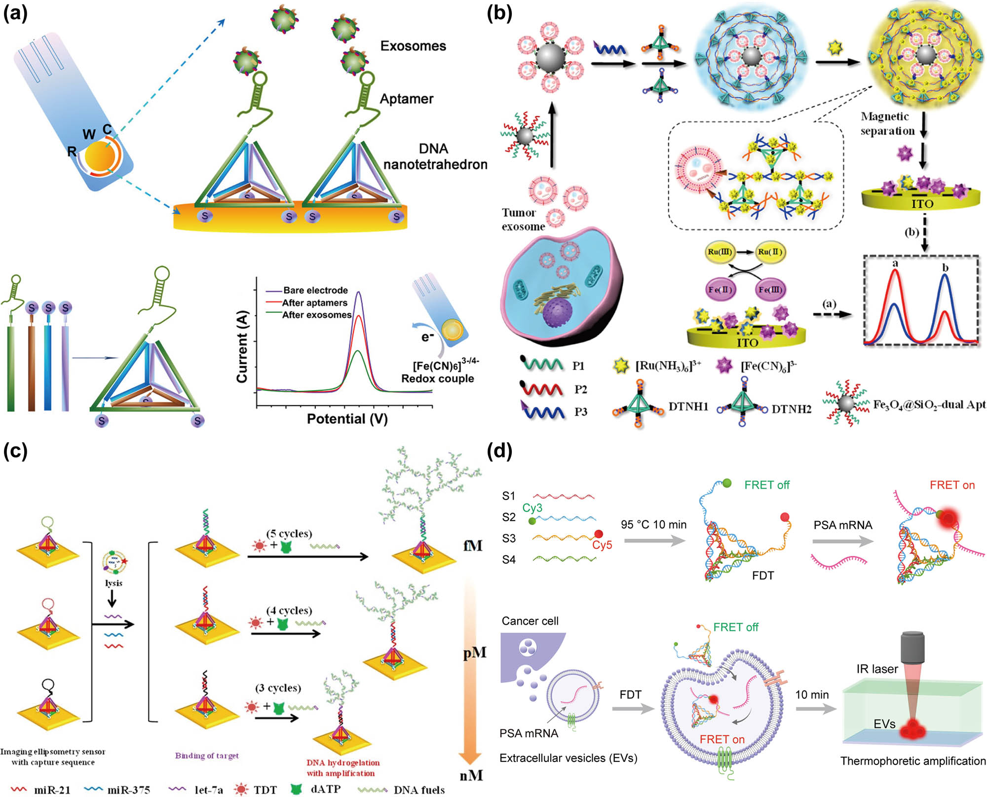 Figure 3 
                  DNA tetrahedron-based exosomes detection. (a) The DNA nanotetrahedron-assisted EC aptasensor for cancerous exosome detection [127] Copyright 2017, American Chemical Society. (b) Schematic illustration of the ratiometric immobilization-free EC sensing system for tumor exosome detection [130] Copyright 2021, American Chemical Society. (c) Imaging ellipsometry biosensor based on DNA hydrogelation for exosomal miRNA detection [133] Copyright 2020, American Chemical Society. (d) The DTTA for in situ detection of extracellular vesicle mRNA [138] Copyright 2021, Elsevier.
               