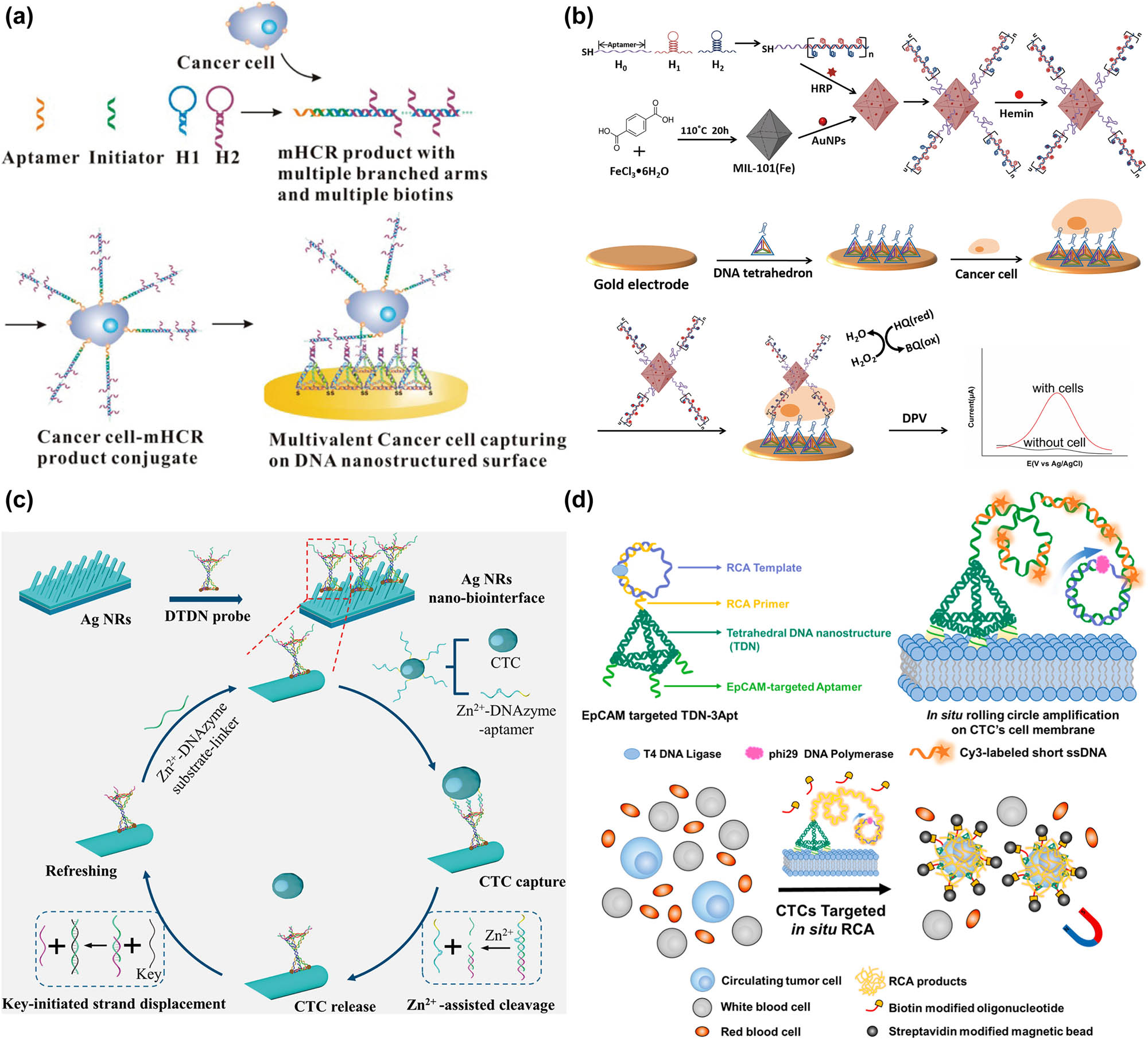 Figure 4 
                  DNA tetrahedron-based cancer cells detection. (a) DNA tetrahedron biosensor combined with HCR for cancer cells detection [142] Copyright 2014, American Chemical Society. (b) Functional hybrid nanoprobe EC aptasensor for HepG2 cancer cells detection [144] Copyright 2018, Elsevier. (c) Double-DTN-probe-functionalized Ag NRs nanobiointerface for CTCs capture and nondestructive release [149] Copyright 2022, American Chemical Society. (d) A DNA tetrahedron-aptamer complex-mediated RCA strategy for the detection of CTCs with low EpCAM expression [153] Copyright 2022, Elsevier.
               