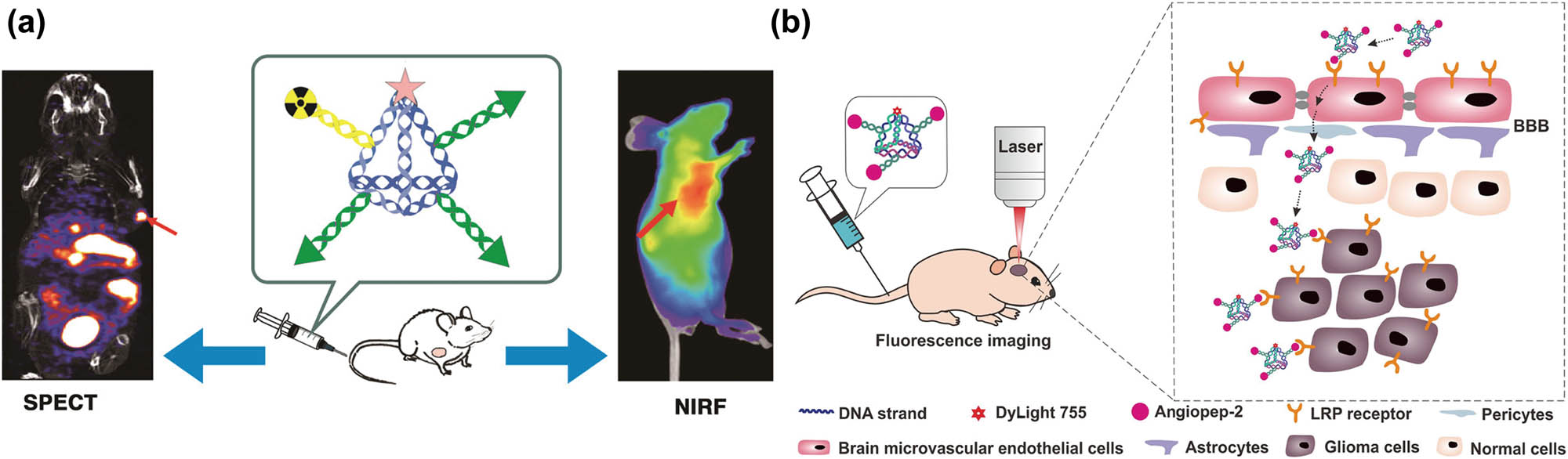 Figure 5 
                  DNA tetrahedron-based tumor imaging. (a) Multiple-armed DTNs for tumor imaging [158] Copyright 2016, American Chemical Society. (b) Targeted imaging of brain tumors with DTP [159] Copyright 2018, American Chemical Society.
               