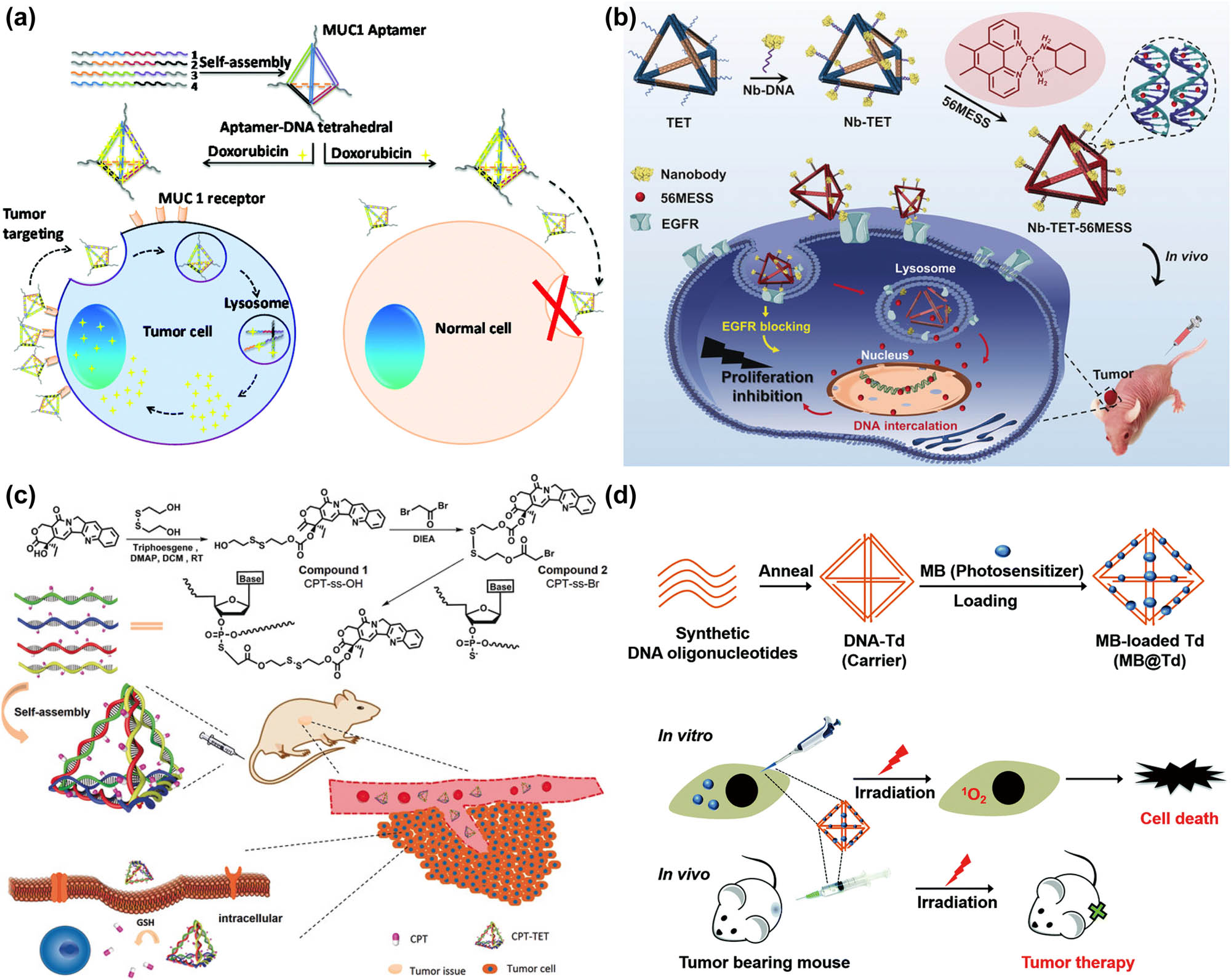 Figure 6 
                     DNA tetrahedron-based chemotherapy drugs and photosensitizers delivery systems. (a) Multivalent aptamer-modified DNA tetrahedron for DOX delivery [174] Copyright 2019, Royal Society of Chemistry. (b) Double-bundle DNA tetrahedron for targeted platinum drug delivery [184] Copyright 2019, John Wiley and Sons. (c) CPT-grafted DNA tetrahedron to inhibit tumor growth [194] Copyright 2019, John Wiley and Sons. (d) MB-loaded DNA tetrahedron for in vivo photodynamic therapy [206] Copyright 2016, Royal Society of Chemistry.
                  