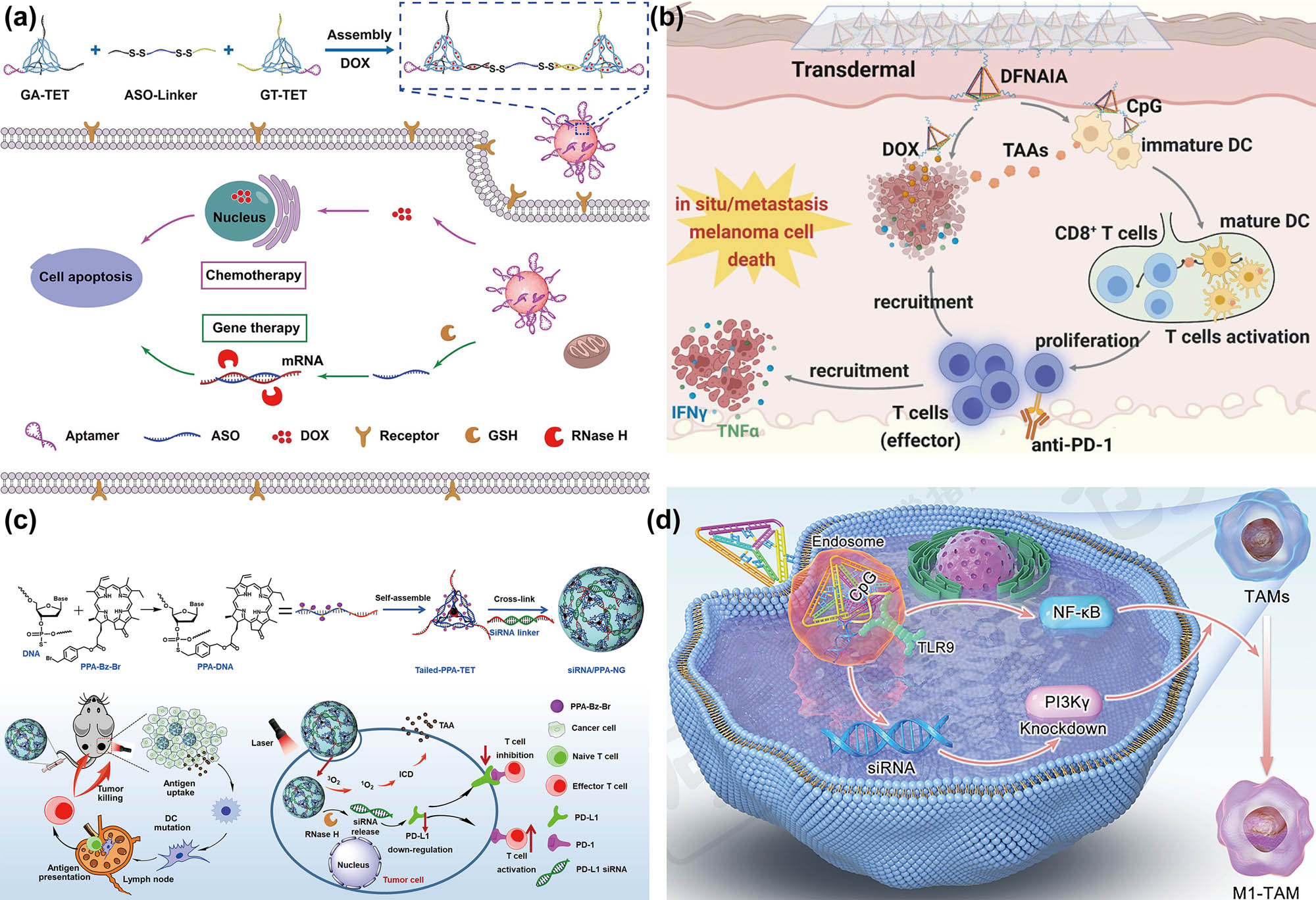 Figure 8 
                     DNA tetrahedron-based multiple drugs delivery systems. (a) An aptamer-modified DNA tetrahedron-based nanogel for efficient combined chemo-gene therapy of multidrug-resistant tumors [254] Copyright 2021, American Chemical Society. (b) DNA tetrahedron loaded with DOX and CpG for transdermal delivery treatment of malignant melanoma based on chemoimmunotherapy [258] Copyright 2022, American Chemical Society. (c) Copackaging photosensitizer and PD-L1 siRNA in DNA nanogel for synergistic cancer gene-photodynamic therapy [262] Copyright 2022, American Association for the Advancement of Science. (d) Delivery of CpG and siRNA by DNA tetrahedron for gene-immunotherapy [268] Copyright 2022, Elsevier.
                  