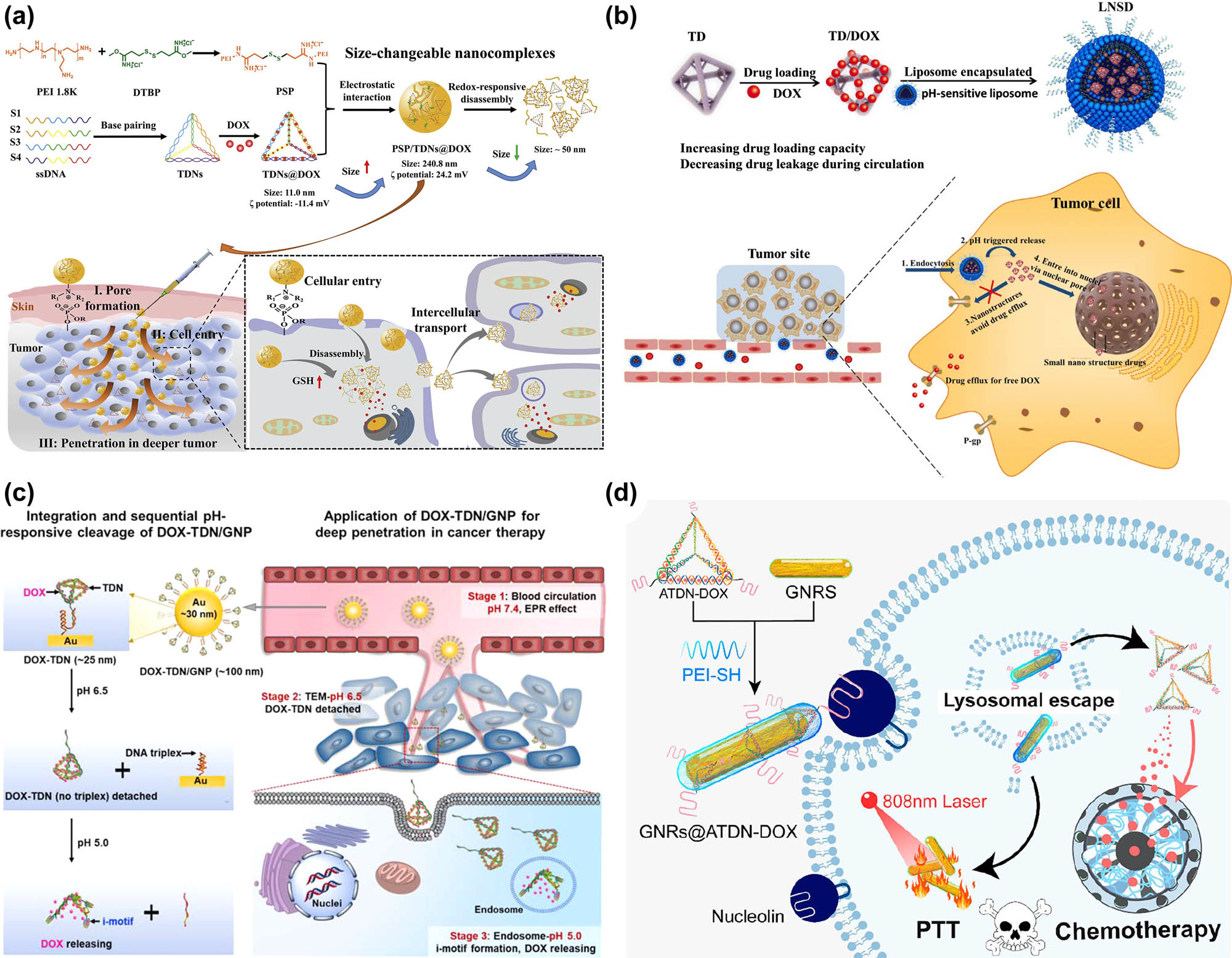 Figure 9 
                     DNA tetrahedron-based hybrid delivery systems. (a) Redox-responsive polyethyleneimine/DNA tetrahedron/DOX nanocomplexes for deep cell/tissue penetration to overcome multidrug resistance [269] Copyright 2021, Elsevier. (b) A pH-sensitive liposome-based nanostructured DOX for drug resistance tumor treatment [271] Copyright 2019, Springer Nature. (c) Structure of DOX-TDN/GNP and the pH-triggered cleavage of the nano-formulation for deep tumor-penetrating anticancer therapy [275] Copyright 2022, American Chemical Society. (d) DNA tetrahedron/GNRs composites for chemo-photothermal therapy [276] Copyright 2022, Oxford University Press.
                  