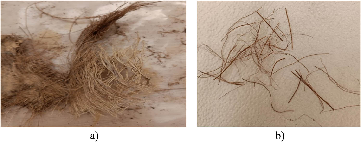 Figure 3 
                  (a) DPF mesh and (b) single DPF.
               