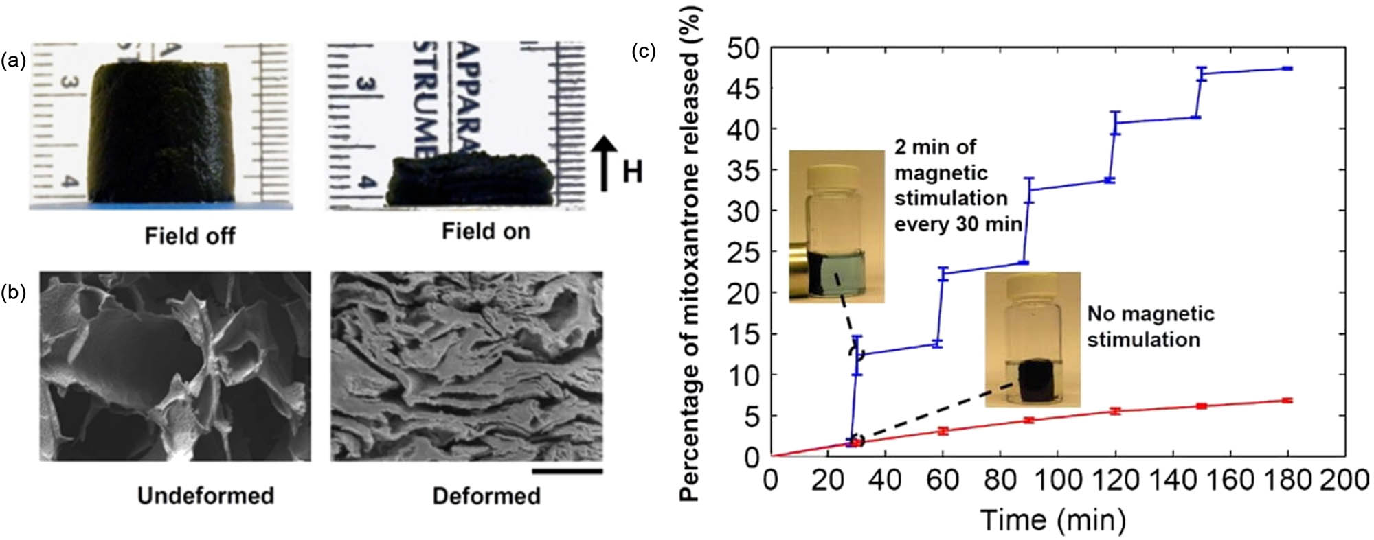 Figure 6 
               (a) A cylinder of a macroporous ferrogel reduced its height ∼70% when subjected to a vertical magnetic-field gradient of ∼38 A/m2. (b) SEM images of a freeze-dried macroporous ferrogel in the undeformed and deformed states. Scale bar: 500 μm. (c) Cumulative release profiles of mitoxantrone from macroporous ferrogels subject to 2 min of magnetic stimulation every 30 min, or no magnetic stimulation. Reproduced with permission from [58].
            
