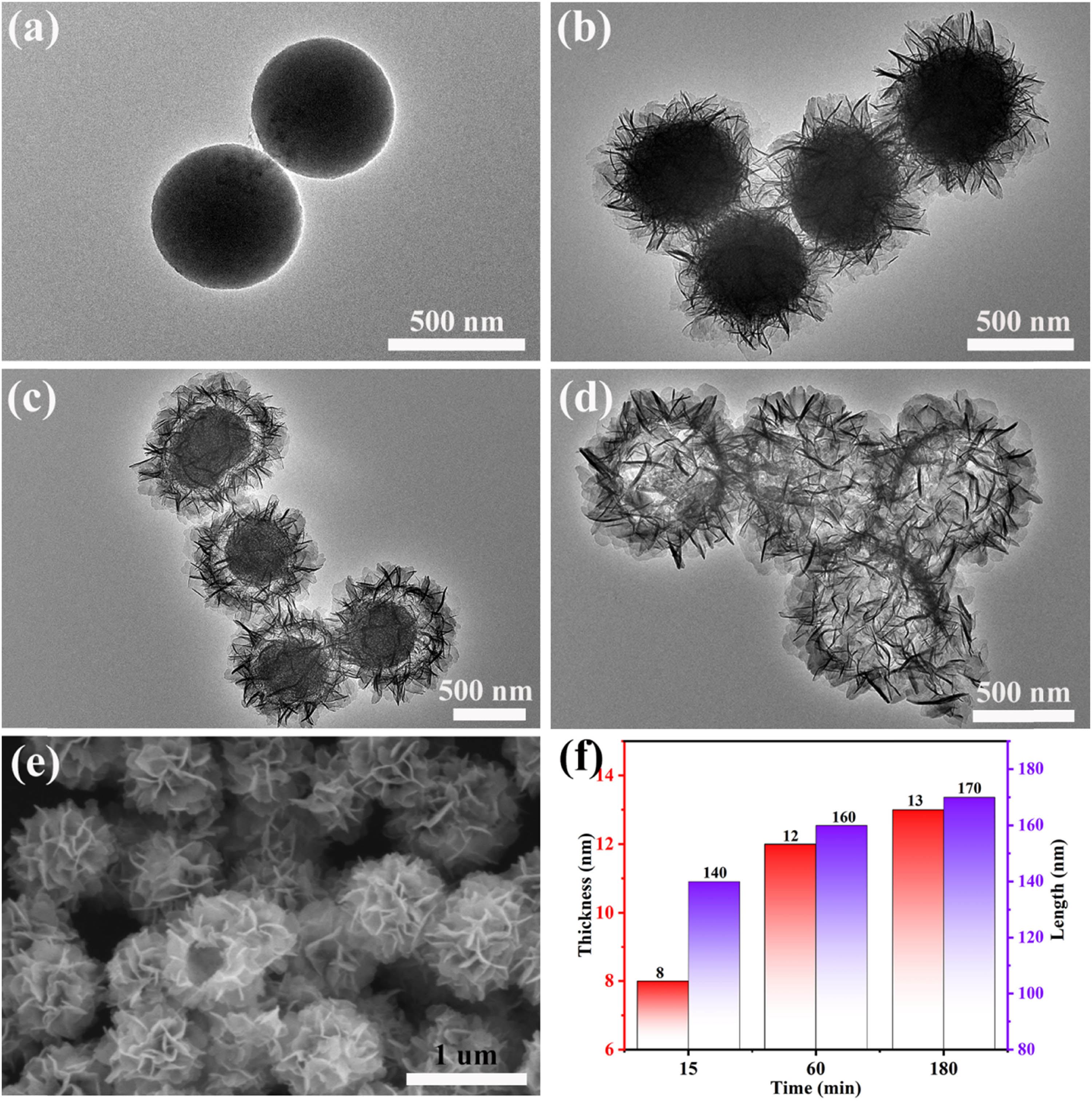 Figure 1 
                  TEM image of the products obtained after hydrothermal treatment of NiCo-G for (a) 0 min, (b) 15 min, (c) 60 min, and (d) 180 min. (e) SEM image of the products obtained after hydrothermal treatment of NiCo-G for 180 min. (f) The thickness and length of nanosheets.
               