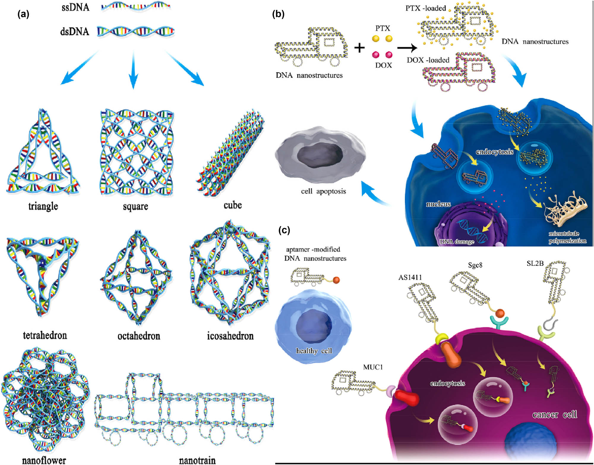 Figure 1 
                     (a) DNs of various shapes. (b) DNs are loaded with multiple drugs for treatment. (c) It is the active targeting and inactivation of cancer cells by aptamer-modified DNs. Reproduced with permission from ref. [85], Copyright 2020, Wiley-VCH.
                  