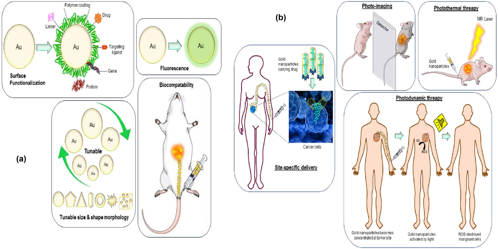 Figure 3 
                     (a) Important properties of GNPs. (b) Different applications of GNPs in cancer diagnosis and treatment. Reproduced with permission from ref. [110], Copyright 2018, MDPI.
                  