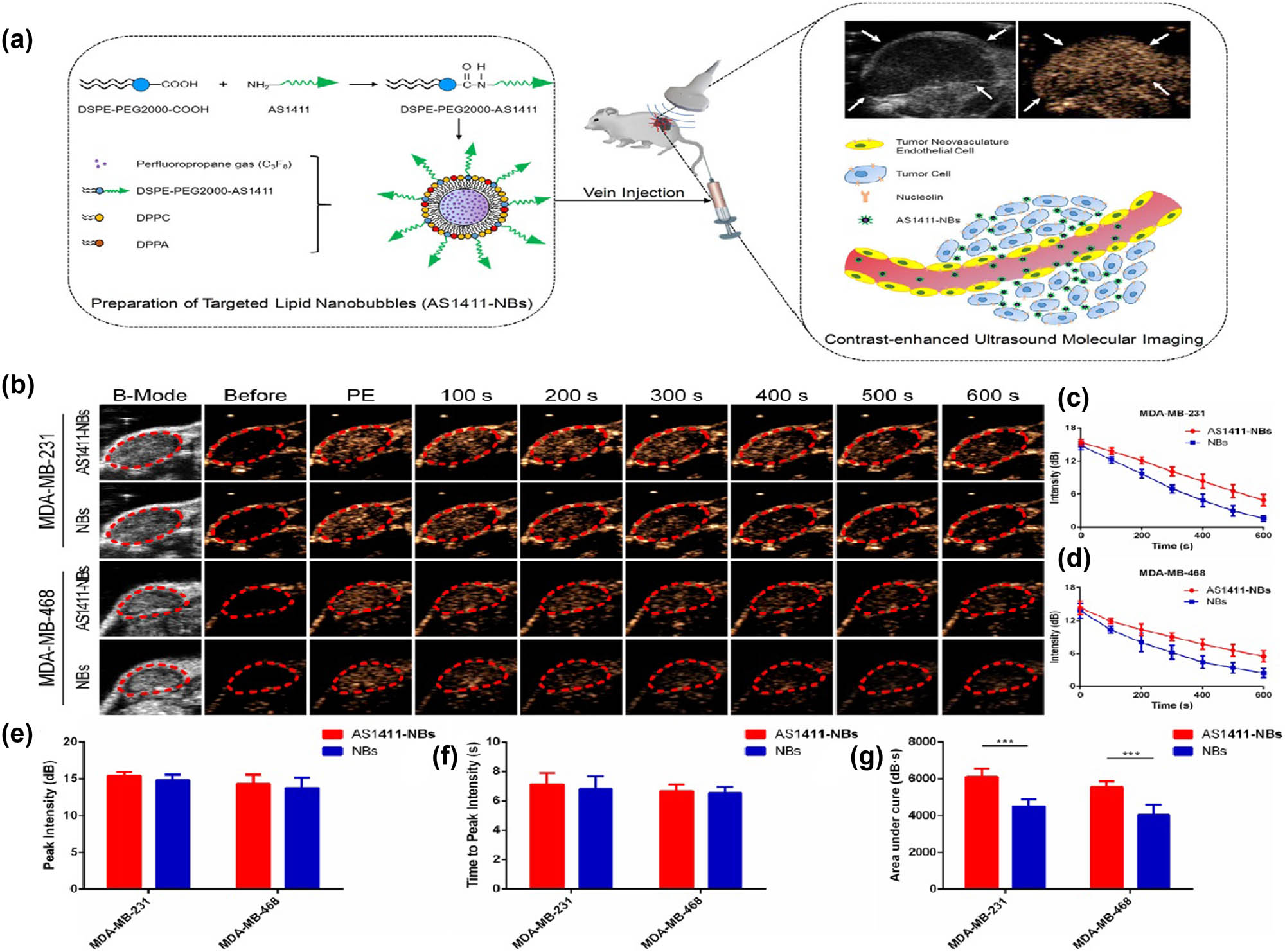 Figure 8 
                   (a) Schematic illustration of the construction of aptamer AS1411-functionalized targeted lipid nanobubbles (AS1411-NBs) with nucleolin as the target and the contrast-enhanced ultrasound molecular imaging. (b) Contrast-enhanced US of different nanobubbles in two types of nude mouse xenograft tumor models. (c) Contrast-enhanced US time-intensity curves of an MDA-MB-231 xenograft tumor model and (d) an MDA-MB-468 xenograft tumor model. Comparison of (e) peak intensity, (f) time to peak intensity, and (g) area under the time-intensity curve of MDA-MB-231 and MDA-MB-468 xenograft tumor models. Reproduced with permission from ref. [61], Copyright 2020, Springer Nature.
               