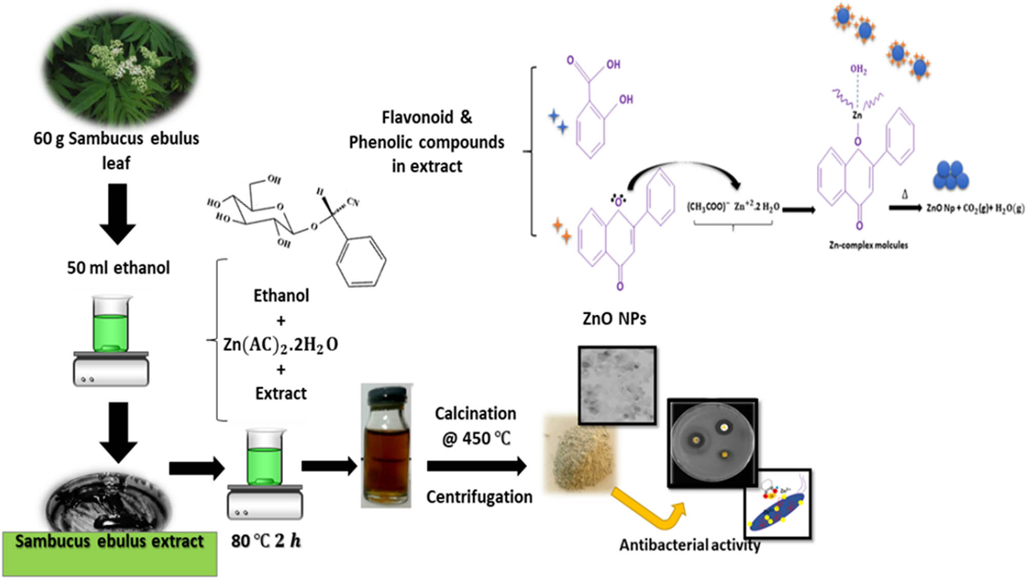 Figure 3 
               A schematic diagram representing the experimental work and the possible mechanism of the green synthesis of ZnO NPs using the leaf extract of S. ebulus [109].
            