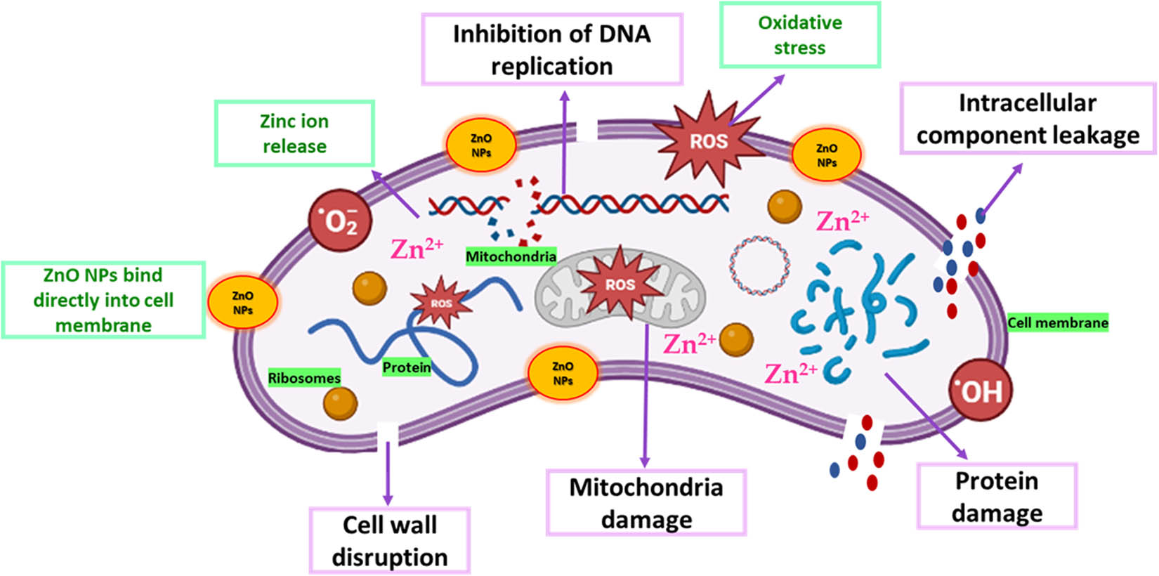 Figure 5 
                  Schematic diagram representing the antibacterial mechanisms of ZnO NPs.
               