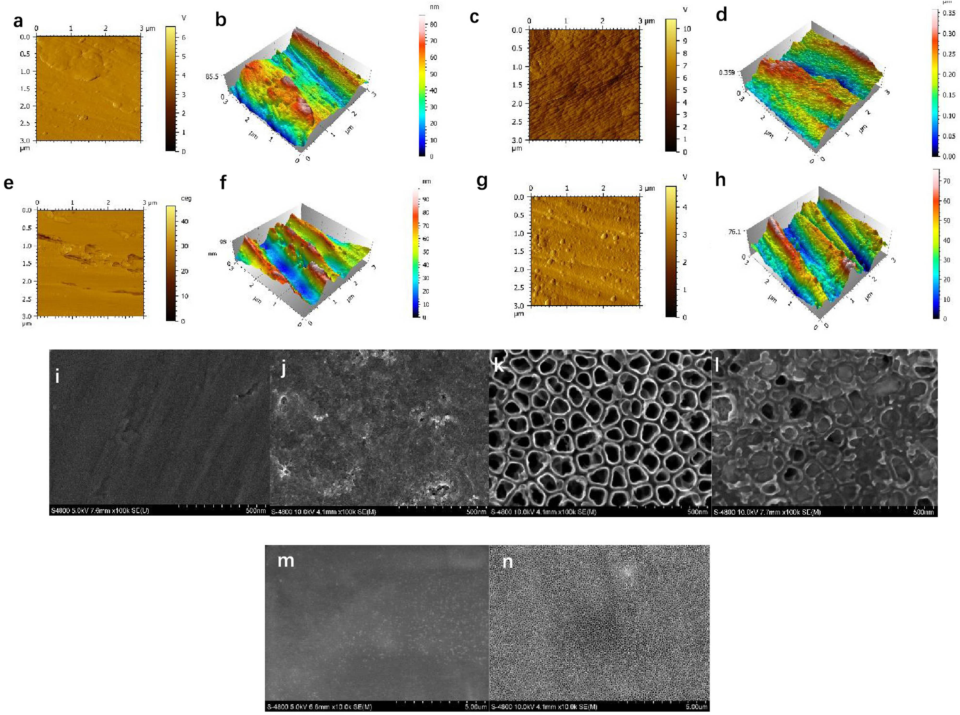 Figure 2 
                  Surface characterization of the modified implant surface: (a) and (b) AFM images of the machined surface, (c) and (d) AFM images of the TNTs surface, (e) and (f) AFM images of the minTBP-IGF-1 surface, (g) and (h) AFM images of the minTBP-1-IGF-1-TNTs surface, (i)–(l) SEM images of the machined, minTBP-1-IGF-1, TNTs, and minTBP-1-IGF-1-TNTs surface (scale bars: 500 nm), and (m) and (n) SEM images of TNTs and minTBP-1-IGF-1-TNTs (scale bars: 5 μm).
               
