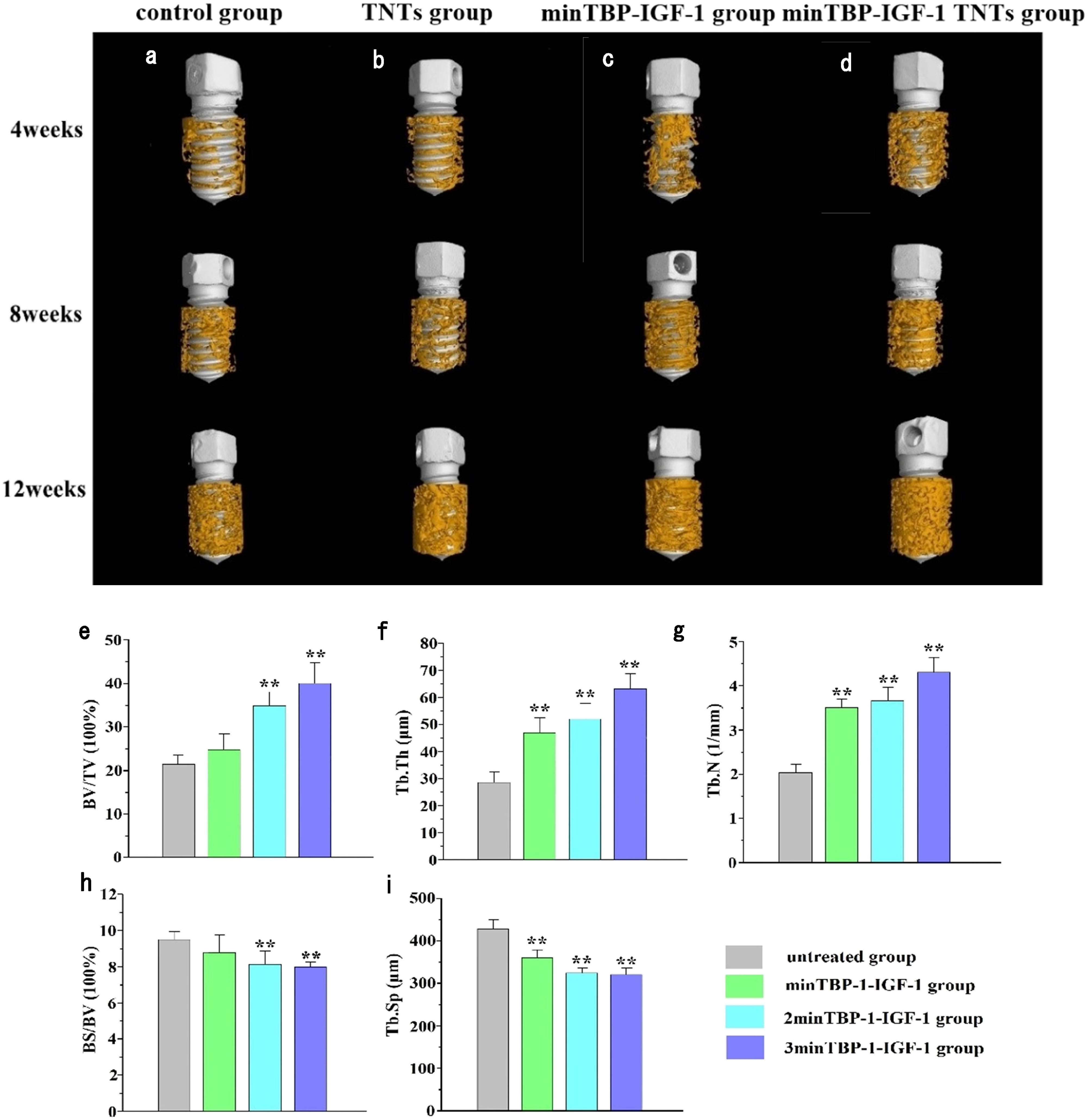 Figure 7 
                  (a)–(d) Micro-CT images at 4, 8, and 12 weeks after implantation. (e)–(i) Micro-CT statistical analysis of BV/TV, Tb.Th, Tb.N, BS/BV, and Tb.Sp 12 weeks after implantation; *p < 0.05, **p < 0.01, n = 6.
               