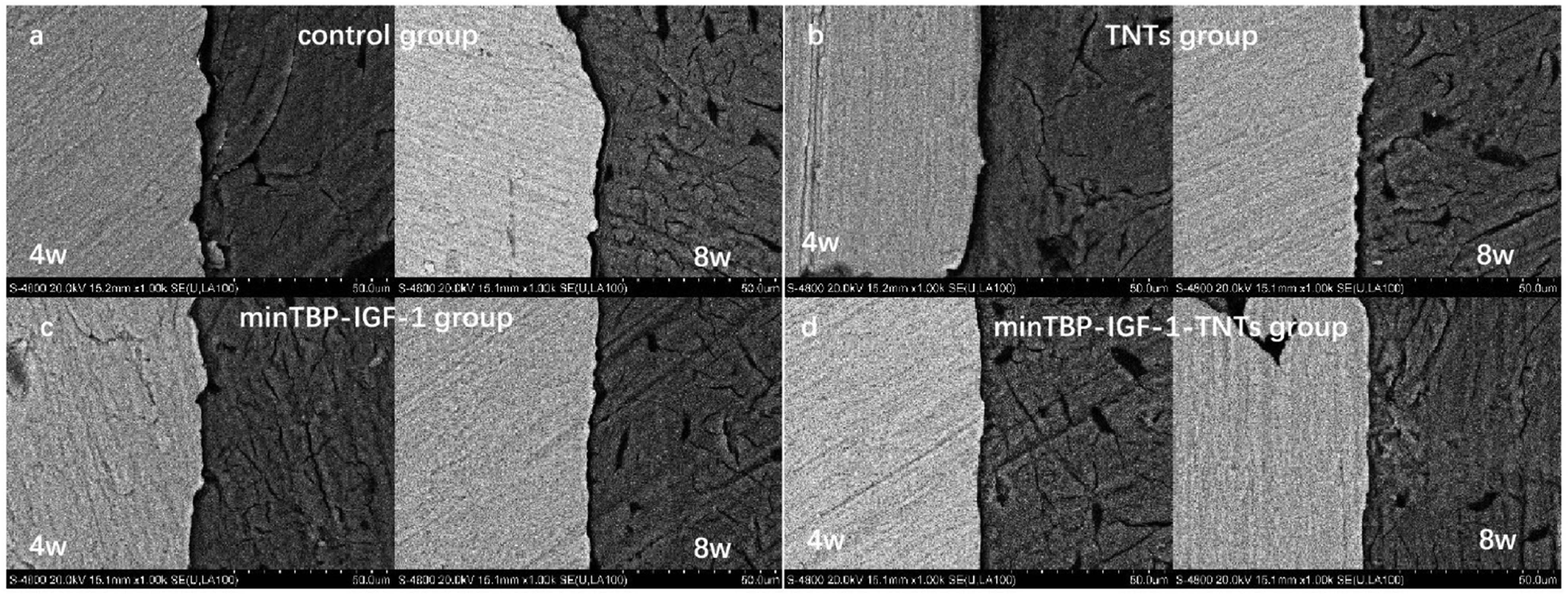 Figure 8 
                  Cross-section SEM photomicrographs 4 and 8 weeks after implantation (n = 6).
               