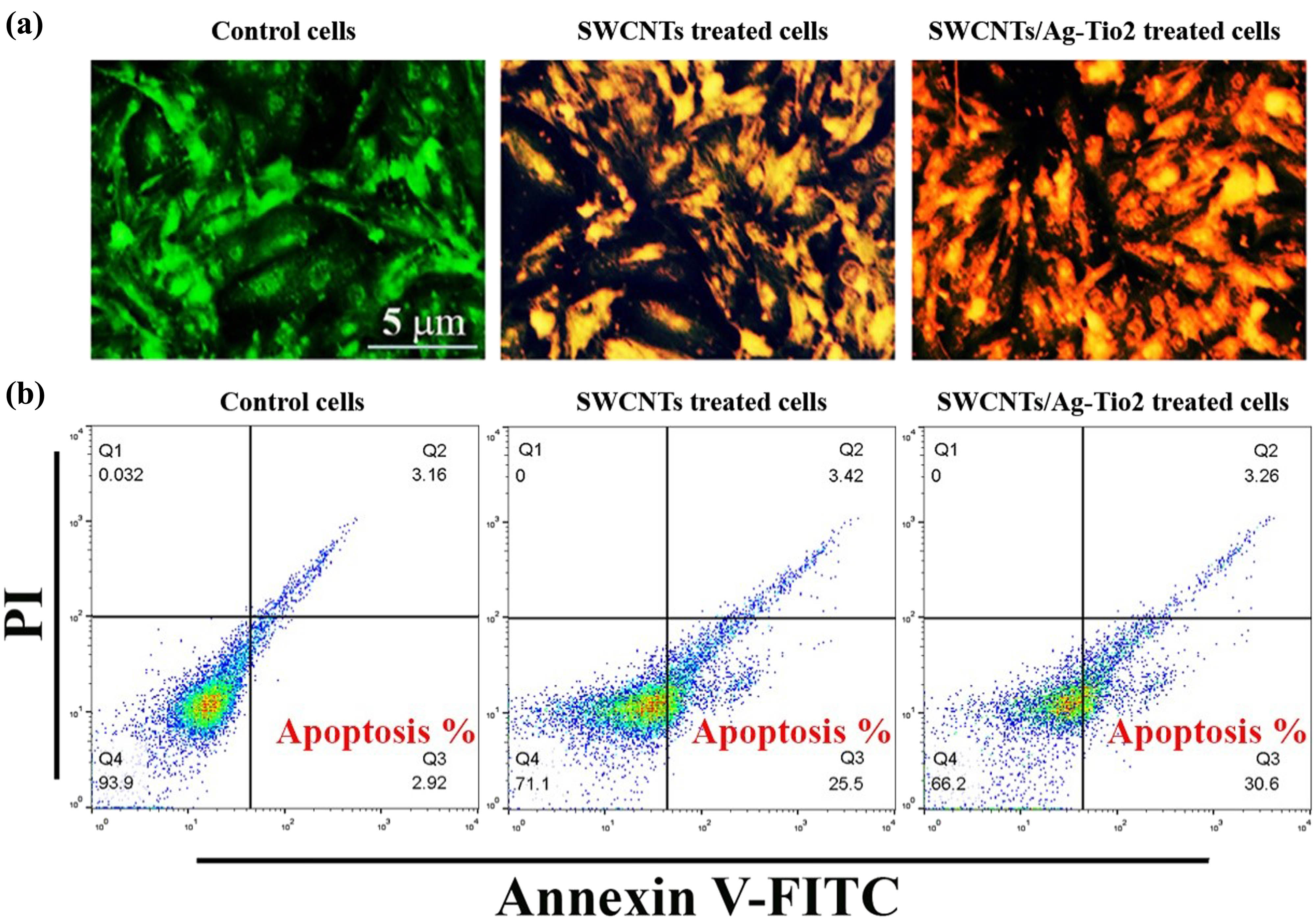 Figure 4 
                  SWCNTs and SWCNT/Ag–TiO2 NPs induce apoptosis in liver cancer cells. (a) AO/EtBr double staining assay. (b) Apoptosis marker (Annexin V) using flow cytometry assay.
               
