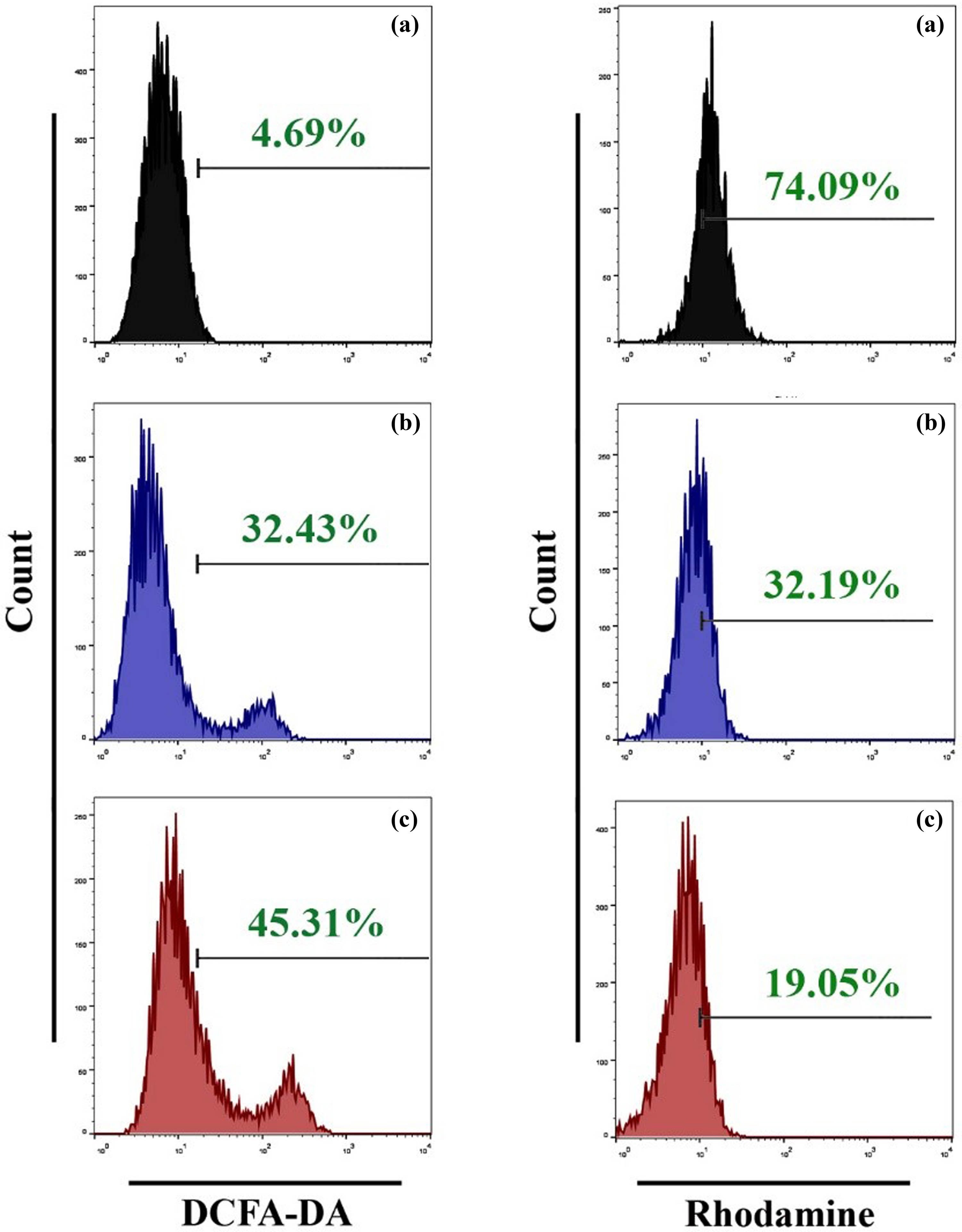 Figure 8 
                  SWCNTs and SWCNTs@Ag–TiO2 induce ROS generation and mitochondrial dysfunction in Hep-G2 cancer cells. (a) Control untreated cells. (b) SWCNTs-exposed cells. (c) SWCNTs@Ag–TiO2-exposed cells.
               