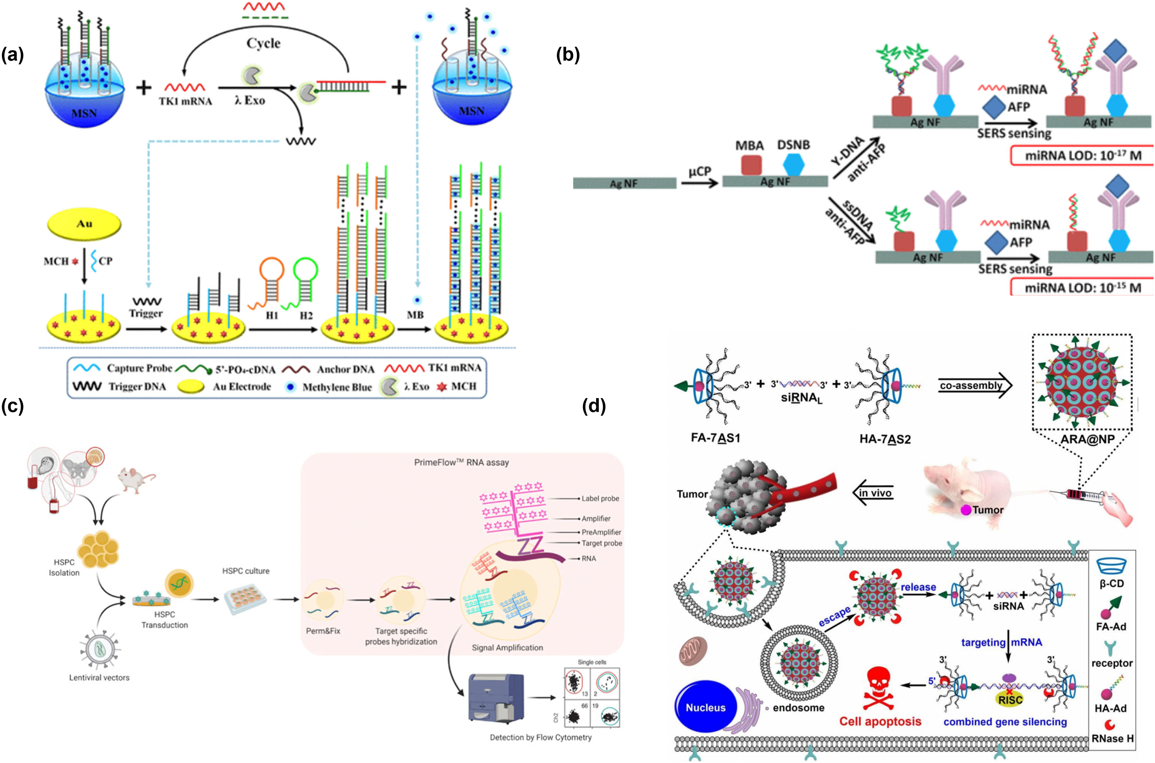 Figure 4 
                  (a) Schematic diagram showing an electrochemical sensing platform for low background cascade signal amplification. (b) SERS biosensor based on branching DNA. (c) Branch DNA cell level detection method. (d) Branched antisense and siRNA for combined gene silencing. Reprinted with permission from refs [7,8,80,81].Copyright (2018) American Chemical Society, (2021) Frontiers in Immunology and (2020) Wiley-VCH.
               
