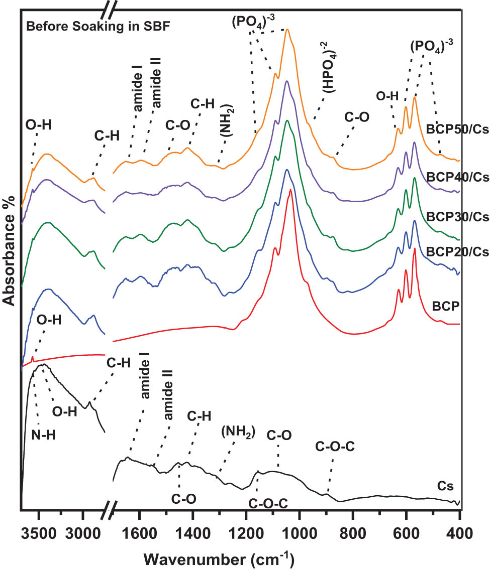 Figure 2
FTIR spectra of Cs, BCP, and BCP/Cs composites with different BCP contents (20, 30, 40, and 50%) before soaking in SBF.