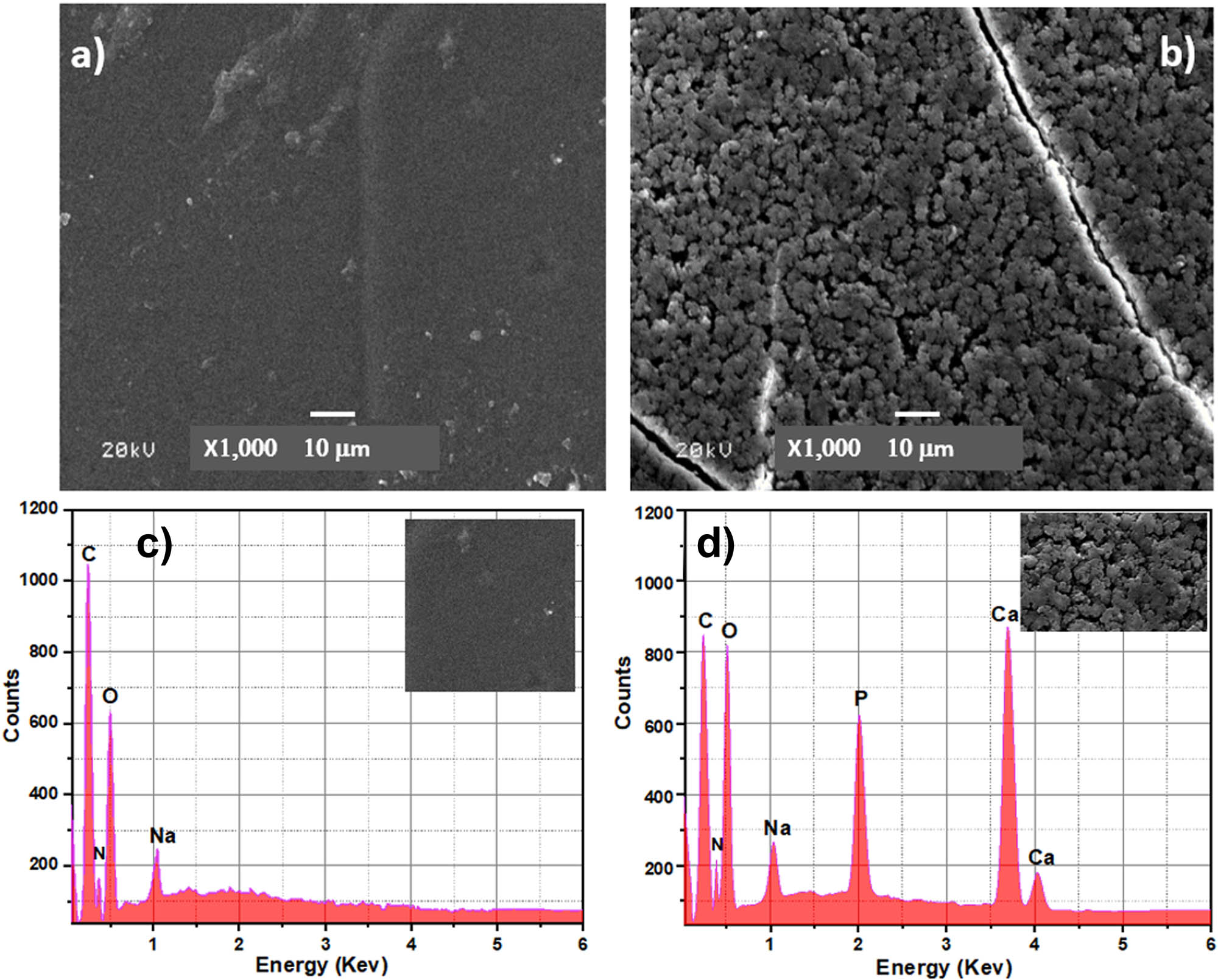Figure 7
(a) SEM images of Cs, (b) SEM images of the BCP50/Cs composite, (c) EDS pattern of Cs, and (d) EDS pattern of the BCP50/Cs composite (before soaking in SBF).