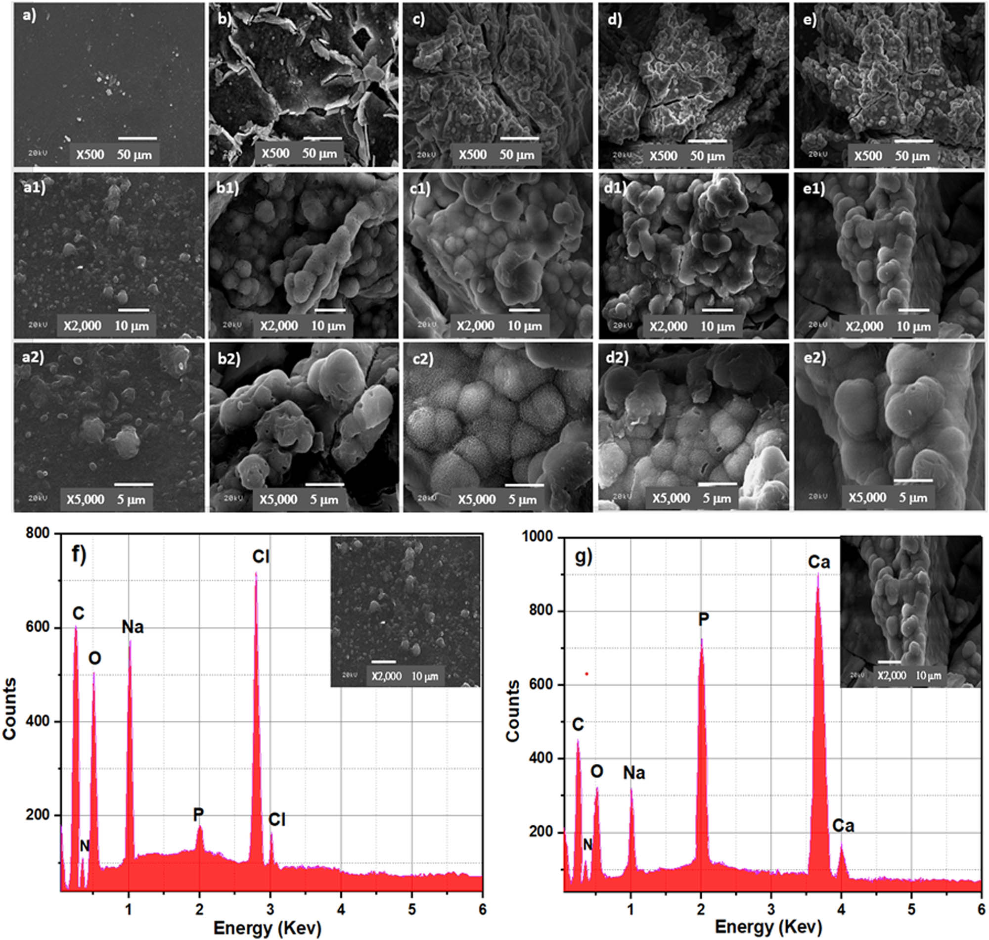 Figure 8
SEM images of Cs (a, a1, a2), BCP20/Cs (b, b1, b2), BCP30/Cs (c, c1, c2), BCP40/Cs (d, d1, d2), and BCP50/Cs (e, e1, e2) composites after soaking in SBF for 15 days; with different magnifications (×500, ×2,000, ×5,000) (f, g) EDS pattern of Cs and the BCP50/Cs composite after soaking in SBF for 15 days.