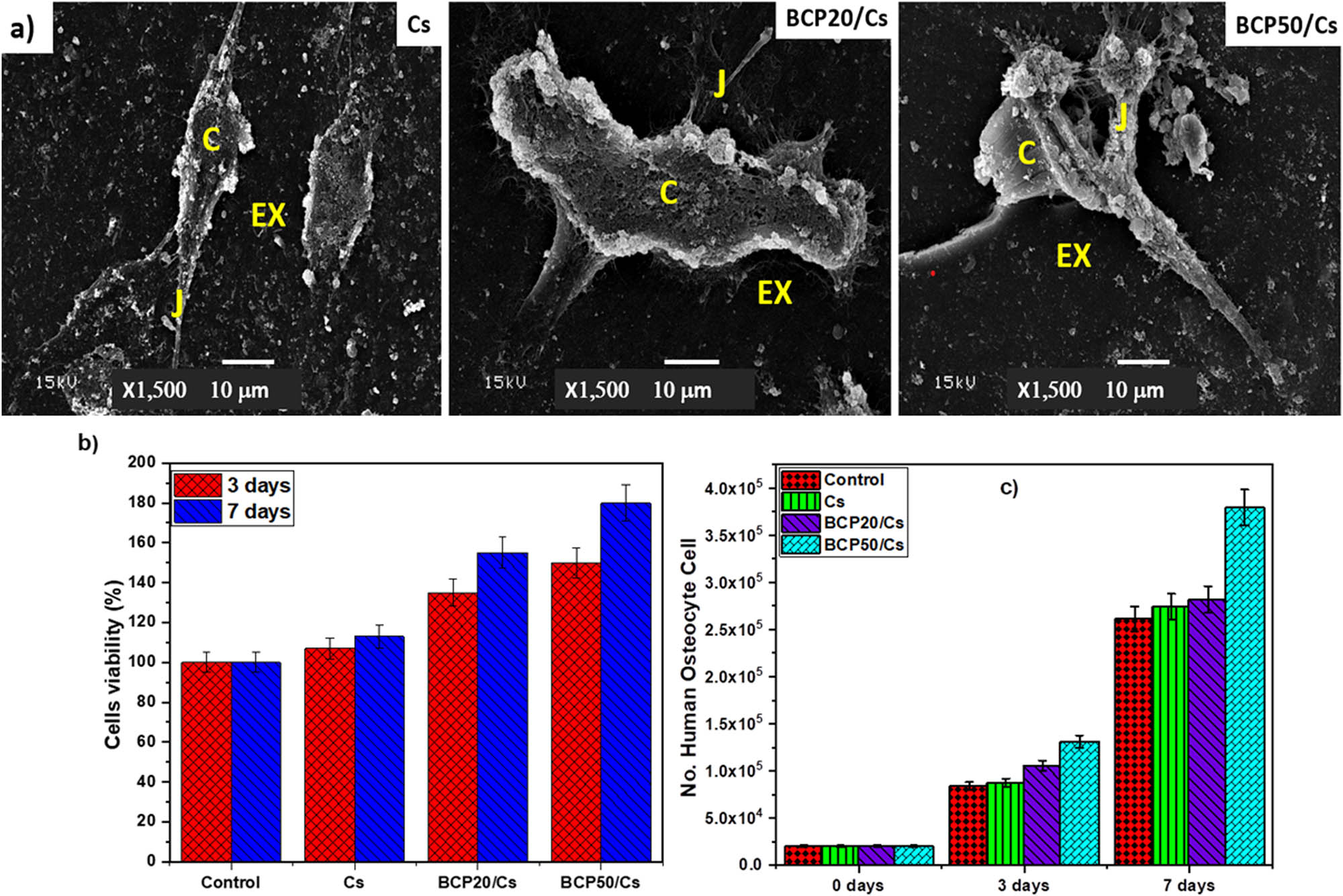 Figure 10
(a) SEM for normal human osteocyte after 7 days of cell culture; (b) cells viability assay; and (c) cell proliferation assay: Cells (C), cell–cell junctions (J), and extracellular matrix (EX).