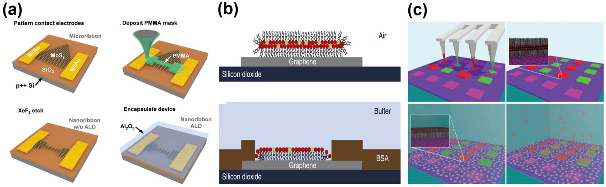 Figure 13 
                  (a) Schematic of the fabrication of a single-layer MoS2 nanoribbon FET, reproduced with permission from Ref. [151], Copyright © 2019, American Chemical Society. (b) Proposed membrane organization on graphene, reproduced with permission from Ref. [60], Copyright © 2013, Hirtz et al. (c) Parallel DPN cantilever arrays transfer different lipid mixtures onto graphene squares, reproduced with permission from Ref. [59], Copyright © 2016, Hirtz et al.
               