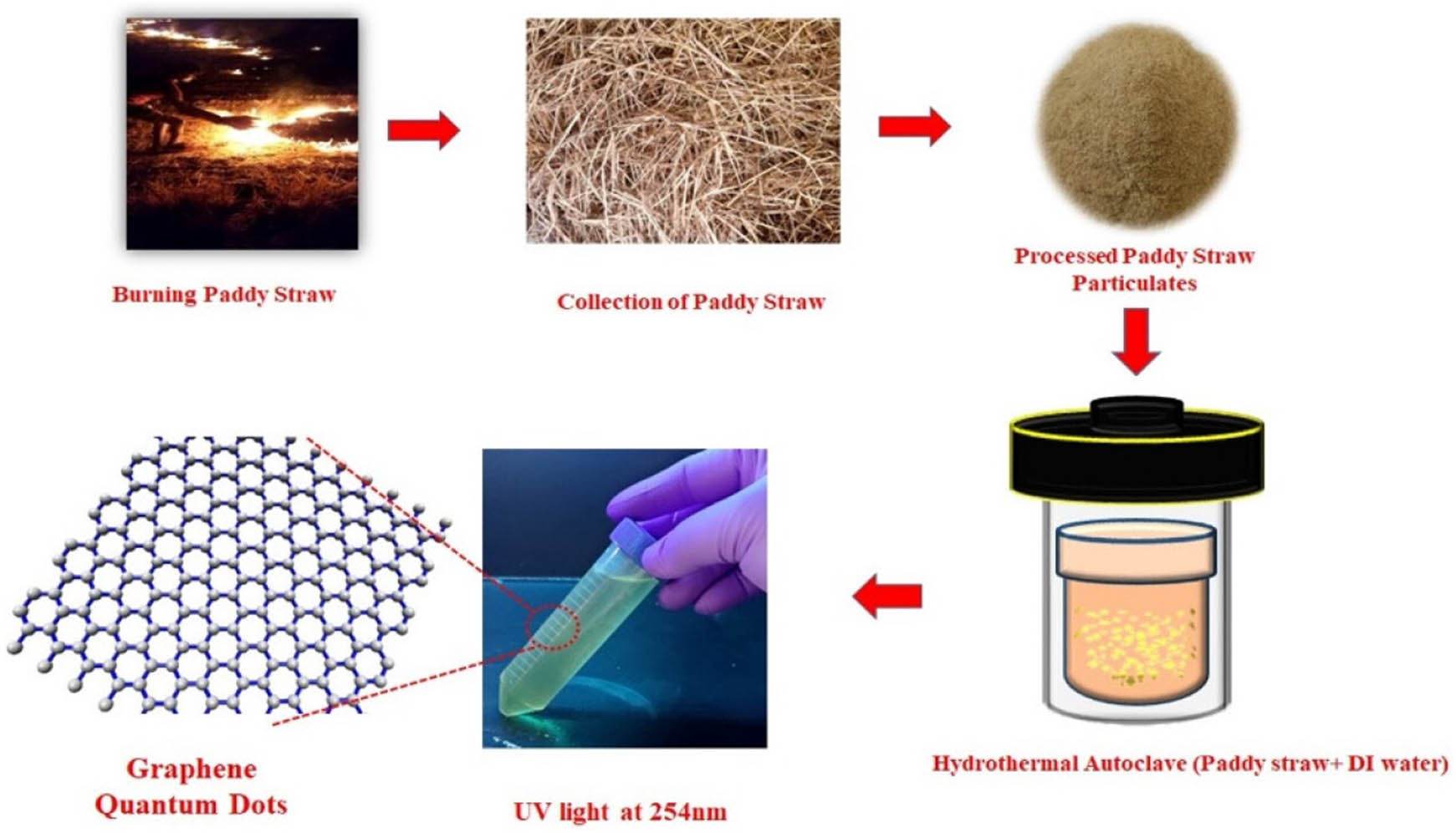 Figure 6 
                        Synthesis process of crystalline GQDs from paddy straw waste using hydrothermal method. Reproduced with permission from Ref. [115].
                     