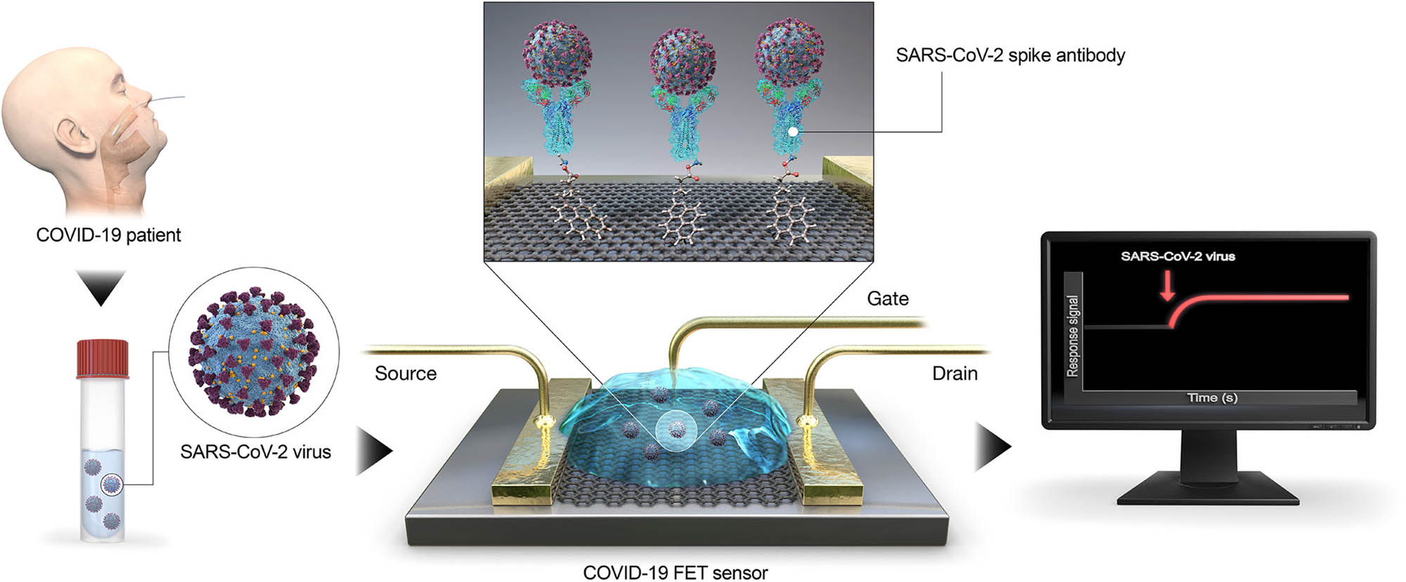 Figure 12 
                     Schematic diagram of COVID-19 FET sensor operation procedure based on integration of SARS-CoV-2 spike antibody with G. Reprinted with permission from [137].
                  