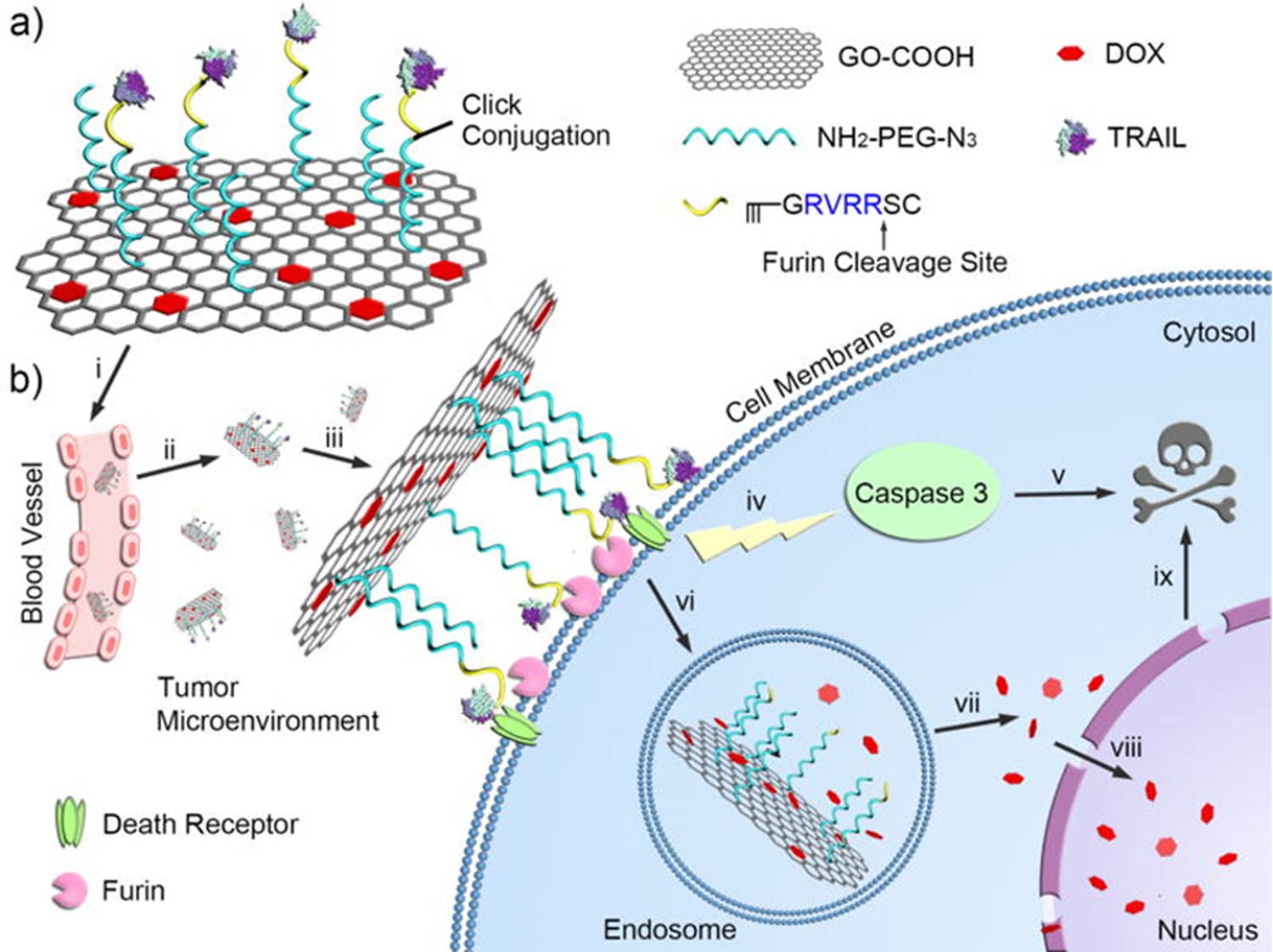 Figure 13 
                     Schematic design of the cellular protease-mediated G-based co-delivery system. (a) Main components of TRAIL/DOX-fGO, (b) site-specific delivery of TRAIL to cell membrane and DOX to nuclei for enhanced synergistic cancer treatment. Reproduced with permission from Ref. [153].
                  