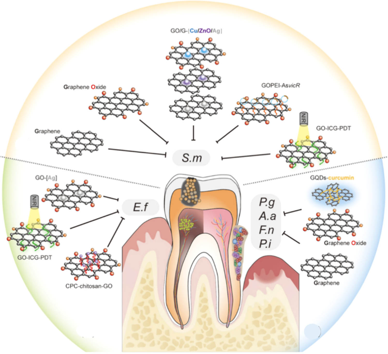 Figure 15 
                     An illustration of the G-based materials as oral bacteria inhibitors. Graphene-based materials can inhibit the growth of cariogenic bacteria S.m, control dental pulp infection by effectively reducing the biovolumes of E.f, and suppress periodontal pathogens, such as P.g, A.a, F.n, and P.i. Reproduced from Ref. [194].
                  