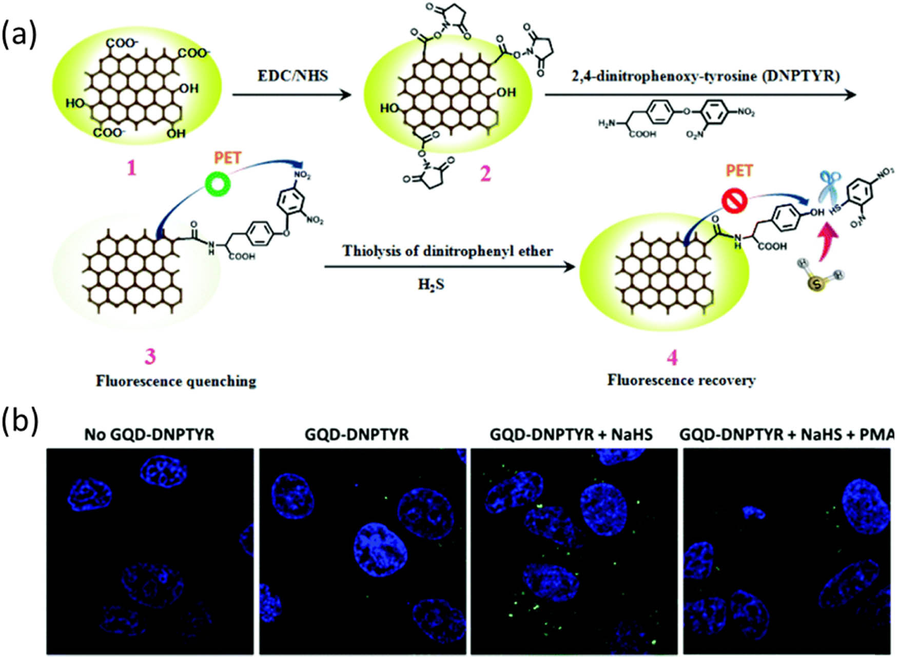 Figure 17 
                        GQDs-DNPTYR-based turn-on fluorescence probe for H2S biosensing. (a) Schematic representation of synthesis mechanism and quenching of GQDs by DNPTYR and (b) confocal microscope image of MCF-7 cells (first left), after 1h incubation with GQDs-DNPTYR (second left), 25 min after the addition of H2S (third left) and in the presence of PMA and H2S (rightmost) [216].
                     