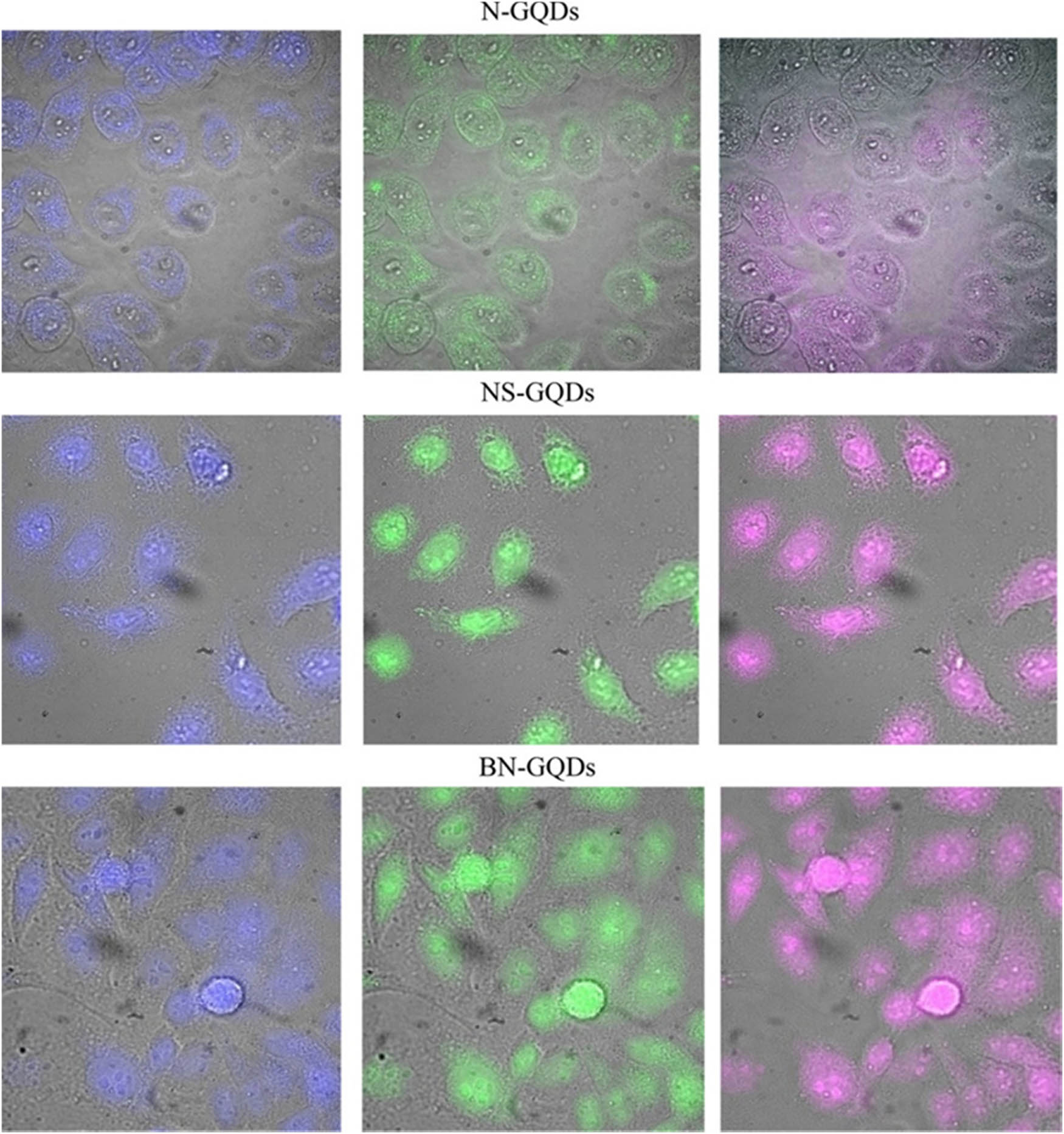 Figure 18 
                     Multicolor imaging of N-GQDs, NS-GQDs, and BN-GQDs in blue, green, and near-IR. Reproduced with permission from Ref. [248].
                  