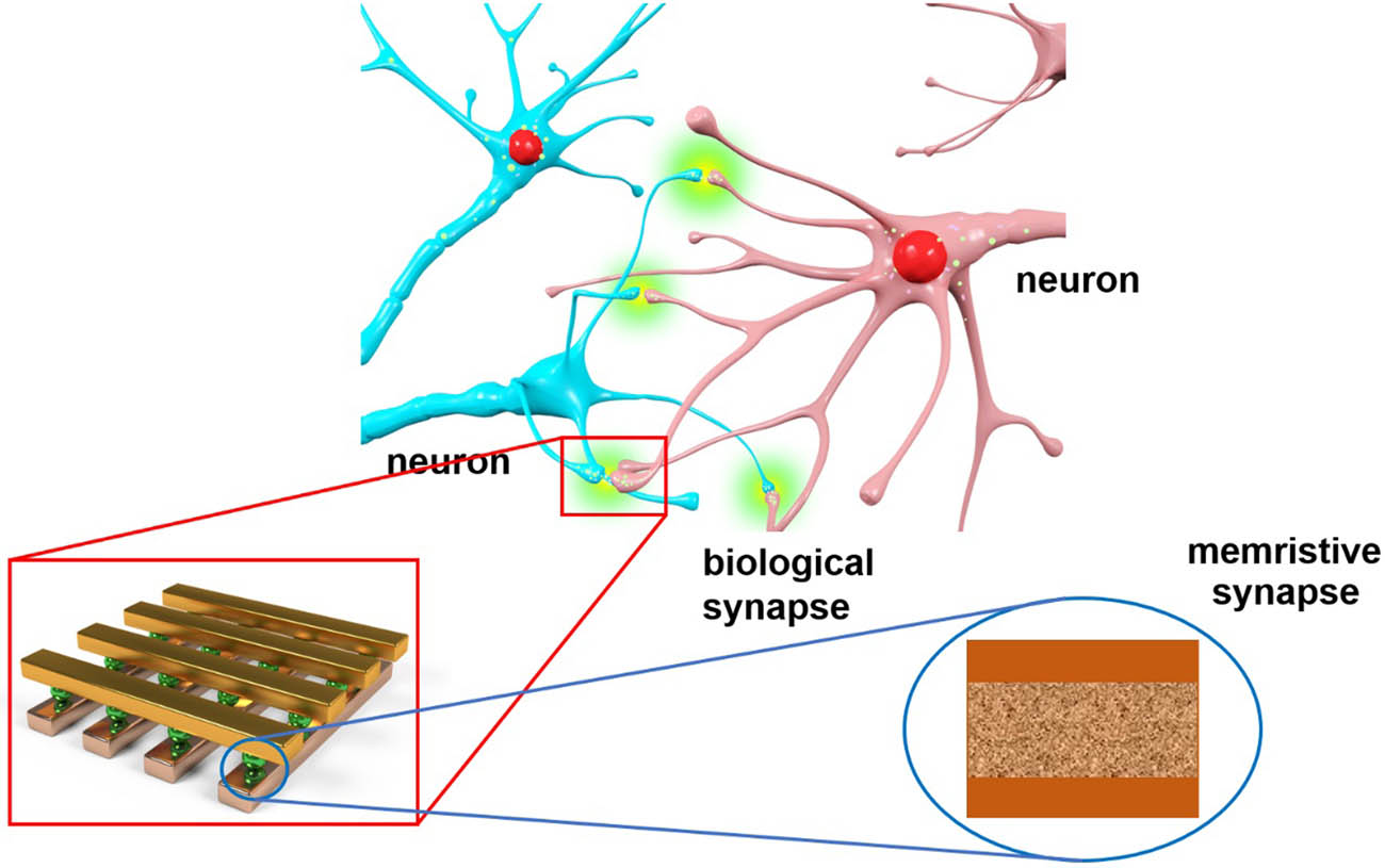 Figure 10 
               Illustration of the strategy of building memristor-based neural networks to imitate the biological neural networks.
            