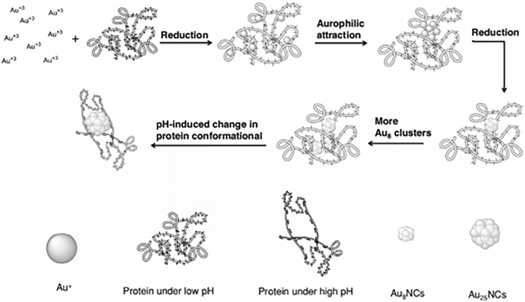 Figure 5 
                     Schematic diagram of AuNCs synthesized by lysozyme.
                  