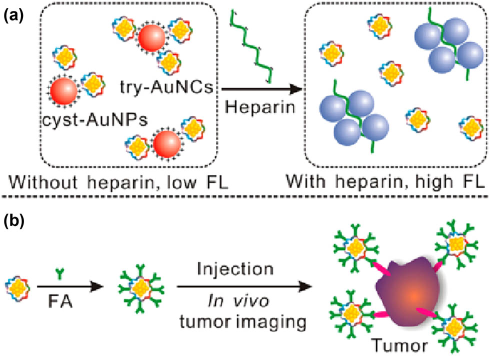 Figure 6 
                     (a) Schematic diagram of the selective detection of heparin for energy transfer between surface plasma-enhanced Cyst-AuNPs and Try-AuNCs. (b) Schematic diagram of folic acid-modified Try-AuNCs for in vivo cancer imaging.
                  