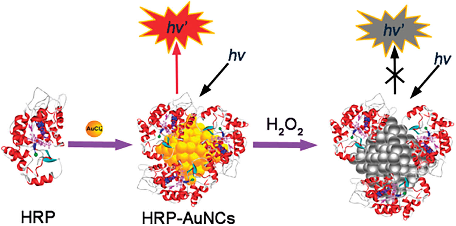 Figure 8 
                     Schematic diagram of AuNCs synthesized by HRP.
                  