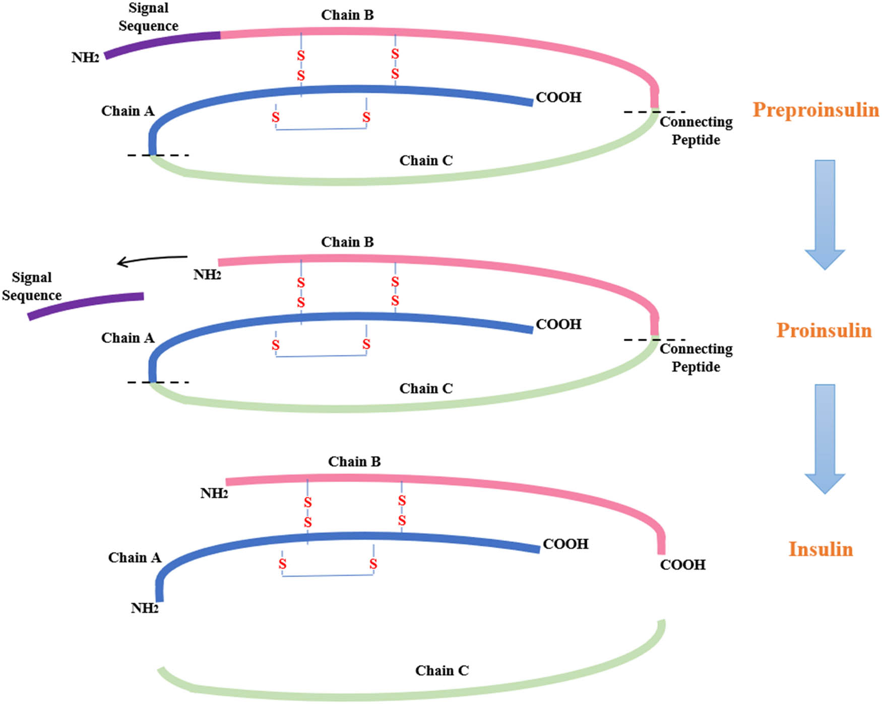Figure 2 
                  Biosynthesis of insulin.
               
