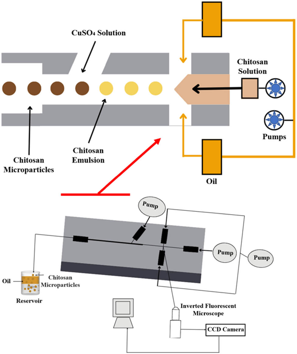 Figure 11 
                  Schematic representation of the microfluidic method.
               