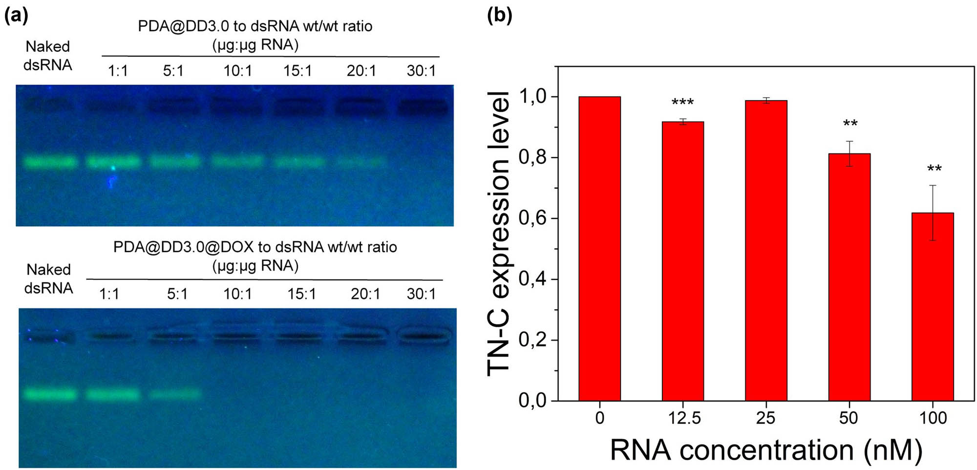Figure 5 
                  Agarose gel electrophoresis of PDA@DD3.0 and PDA@DD3.0@DOX complexes with dsRNA at different mass ratios (a). Quantification of mRNA TN-C expression level on U-118 MG cells after incubation with PDA@DD3.0@DOX@ATN-RNA (b).
               