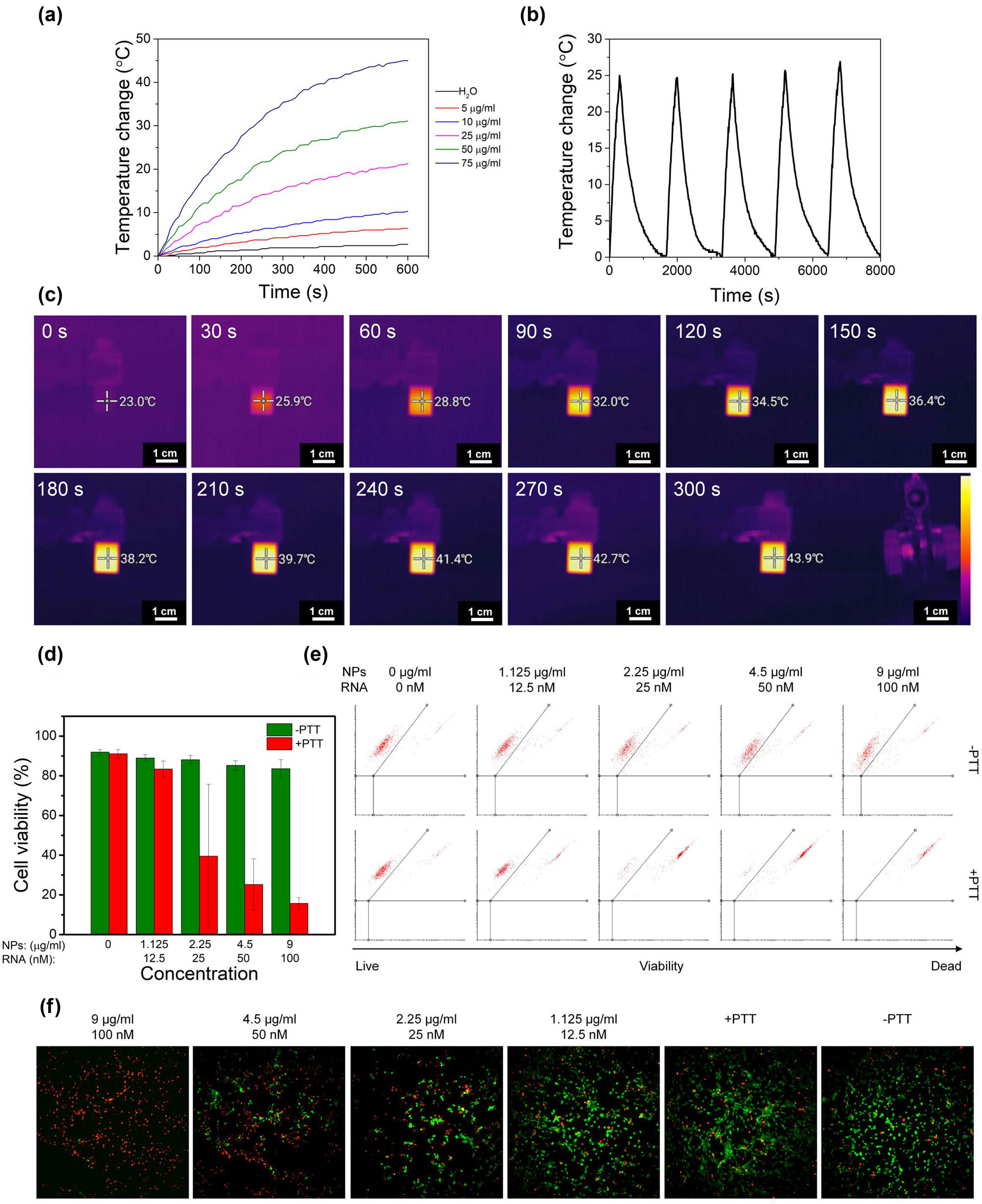 Figure 6 
                  Temperature increase (a), photothermal stability (b), and thermographic camera images (c) of the PDA NPs solution after irradiation with 808 nm laser beam. Cell viability (d) calculated from flow cytometry dot plots (e) and images obtained using IN Cell Analyzer of U-118 MG cells incubated with PDA@DD3.0@DOX@ATN-RNA with (+PTT) and without (−PTT) 808 nm laser irradiation using live/dead assay (f). Calcein-AM staining for living cells (green); PI staining for dead cells (red).
               
