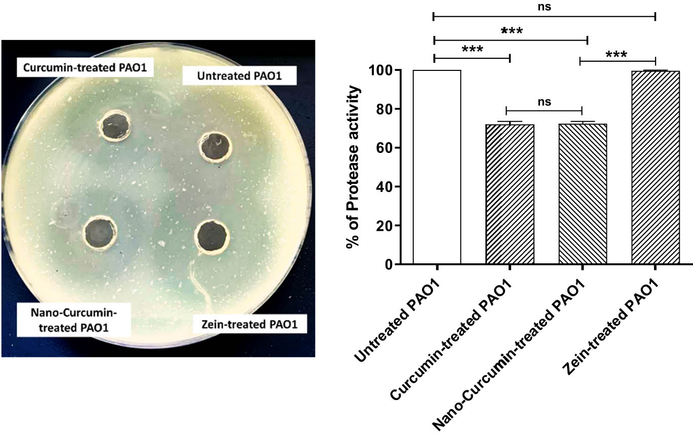 Figure 4 
                  Curcumin decreased the production of protease. The developed hydrolysis zones around wells containing equivalent amounts of P. aeruginosa PAO1 treated with or without curcumin alone or nanoformulated, or zein at sub-MIC were measured on skim milk containing agar plates. Zein has no effect on protease production compared to control untreated bacteria, curcumin alone, or curcumin nanoformulated, and significantly reduced the protease production as compared to zein-treated bacteria or untreated bacteria. There was no significant difference between the inhibitory effect of curcumin or curcumin in nanoformula on protease production. ns: p > 0.05; ***: p < 0.001.
               