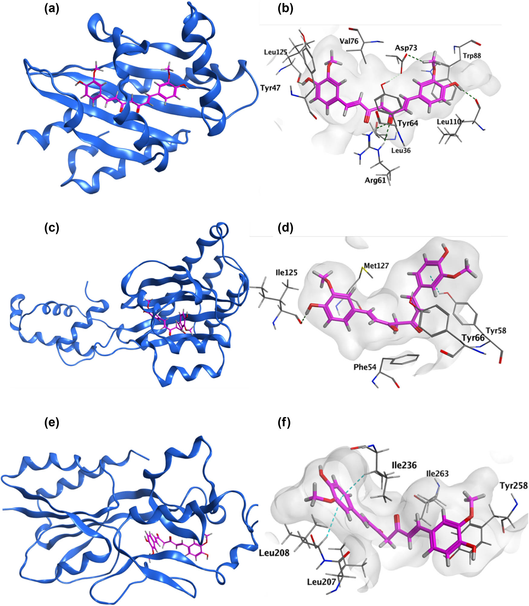 Figure 8 
                     (a) 3D curcumin–P. aeruginosa LasR (PDB: 6MVN) interaction diagram. (b) Curcumin in the molecular surface of the LasR active site. (c) 3D curcumin – P. aeruginosa QscR (PDB: 6CC0) interaction diagram. (d) Curcumin in the molecular surface of the QscR active site. (e) 3D Curcumin–P. aeruginosa pqsR (PDB: 4JVD) interaction diagram. (f) Curcumin in the molecular surface of the PqsR active site.
                  