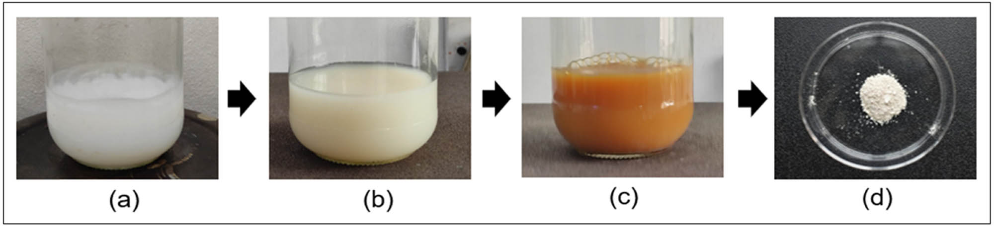 Figure 1 
                  (a) Precursor salt (zinc acetate dihydrate), (b) intermediate reaction mixture (precursor salt and fungal filtrate), (c) NPs formation (visible color change), and (d) synthesized ZnO nanopowder.
               