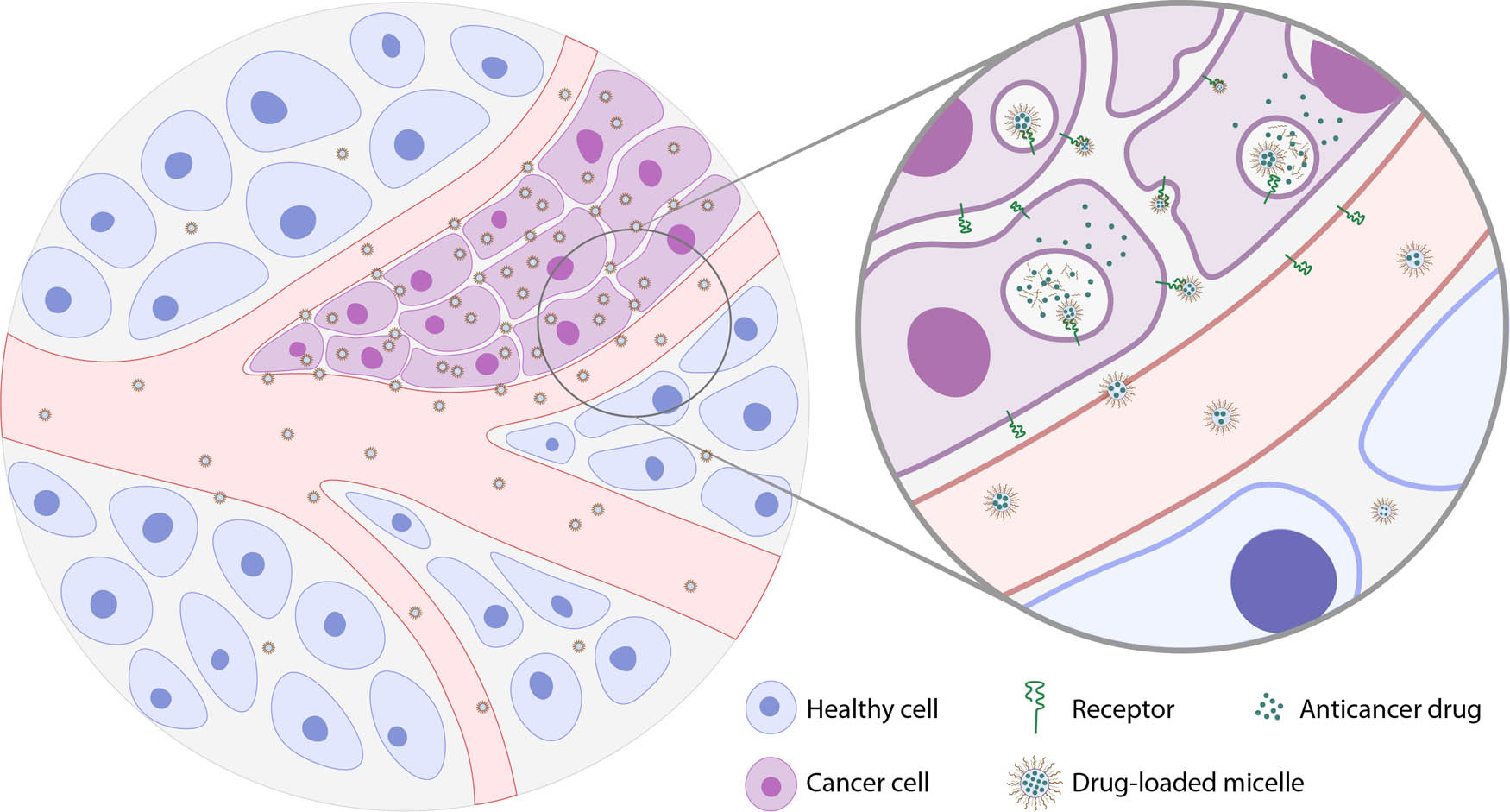 Figure 2
Ligand-targeted micelles. Different ligands are used to target overexpressed biomarkers and receptors on the surface of cancer cells. These micelles circulate in the body and bind to the overexpressed receptors of cancer cells. This way, micelles can accumulate only in cancerous tissue without harming healthy cells. Then, micelles enter the cancer cells through ligand-mediated endocytosis, releasing their cargo in lysosomes and eventually killing the cell.